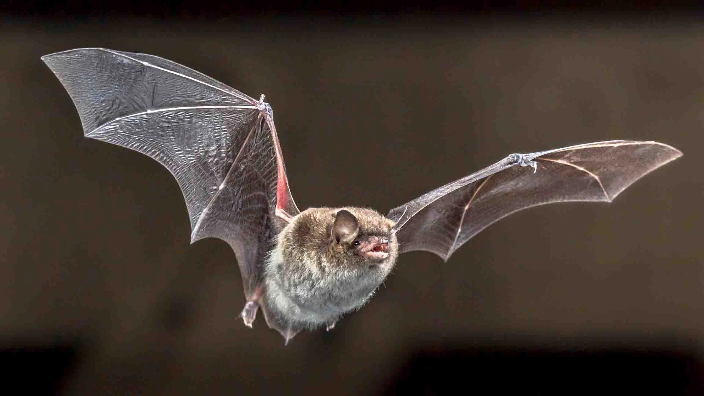 Bat attack