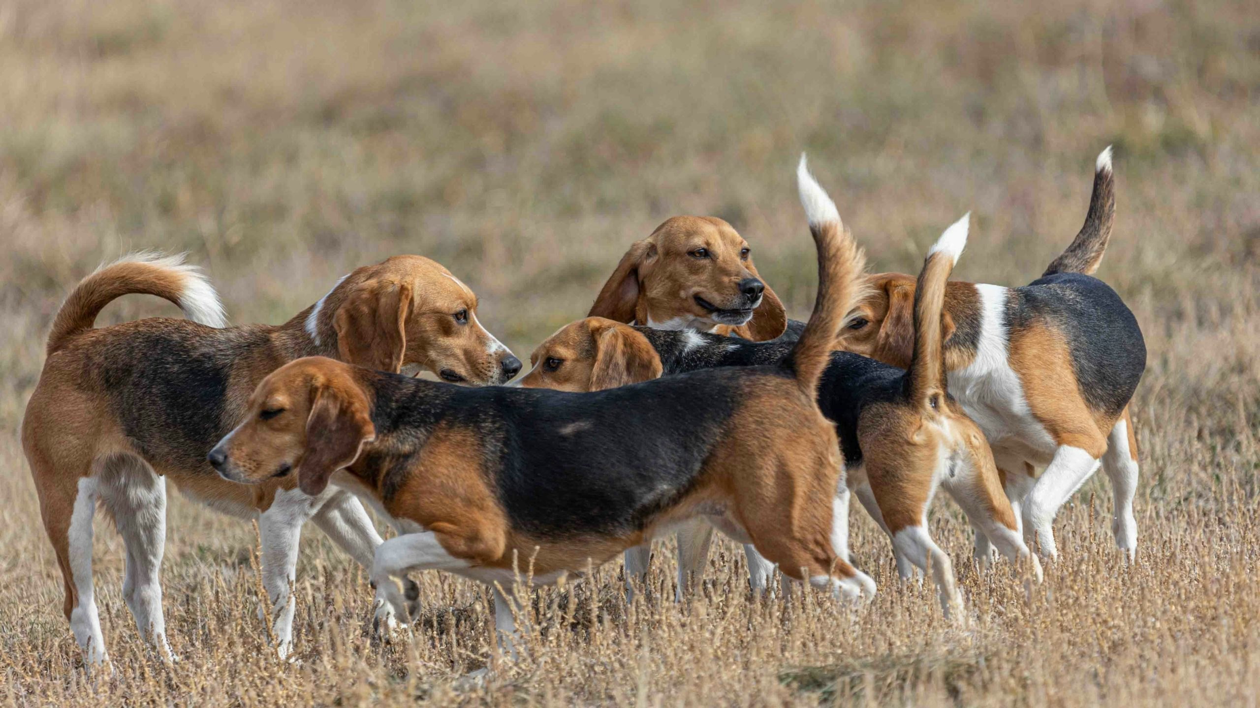 Beagles 12 25 21 scaled