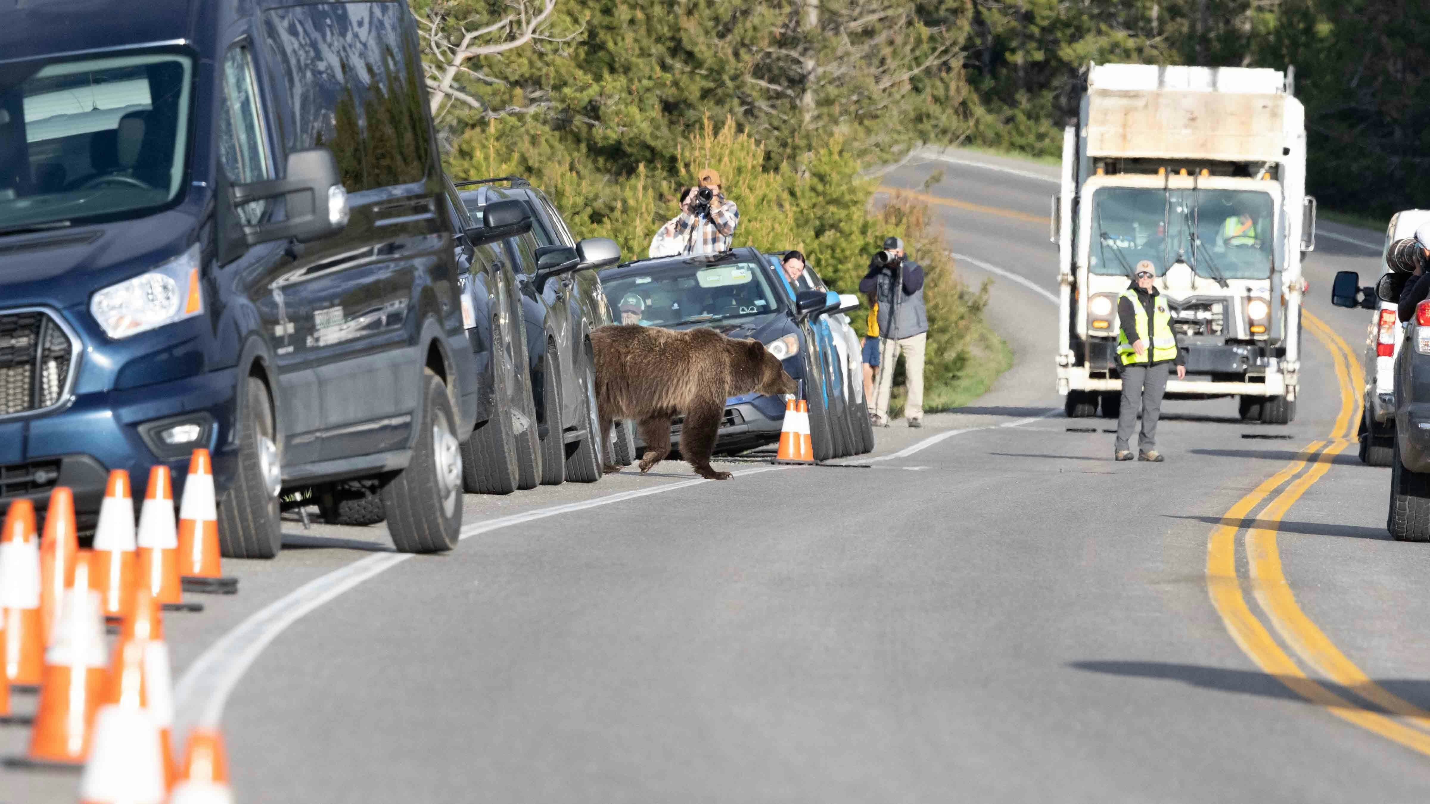 Kari Godfrey of Minnesota says she took a series of photos through a telephoto lens during a “bear jam” May 27 in Teton Park. She said this was the same incident during which a controversial photo of Grizzly 610 next to a pickup truck was taken.