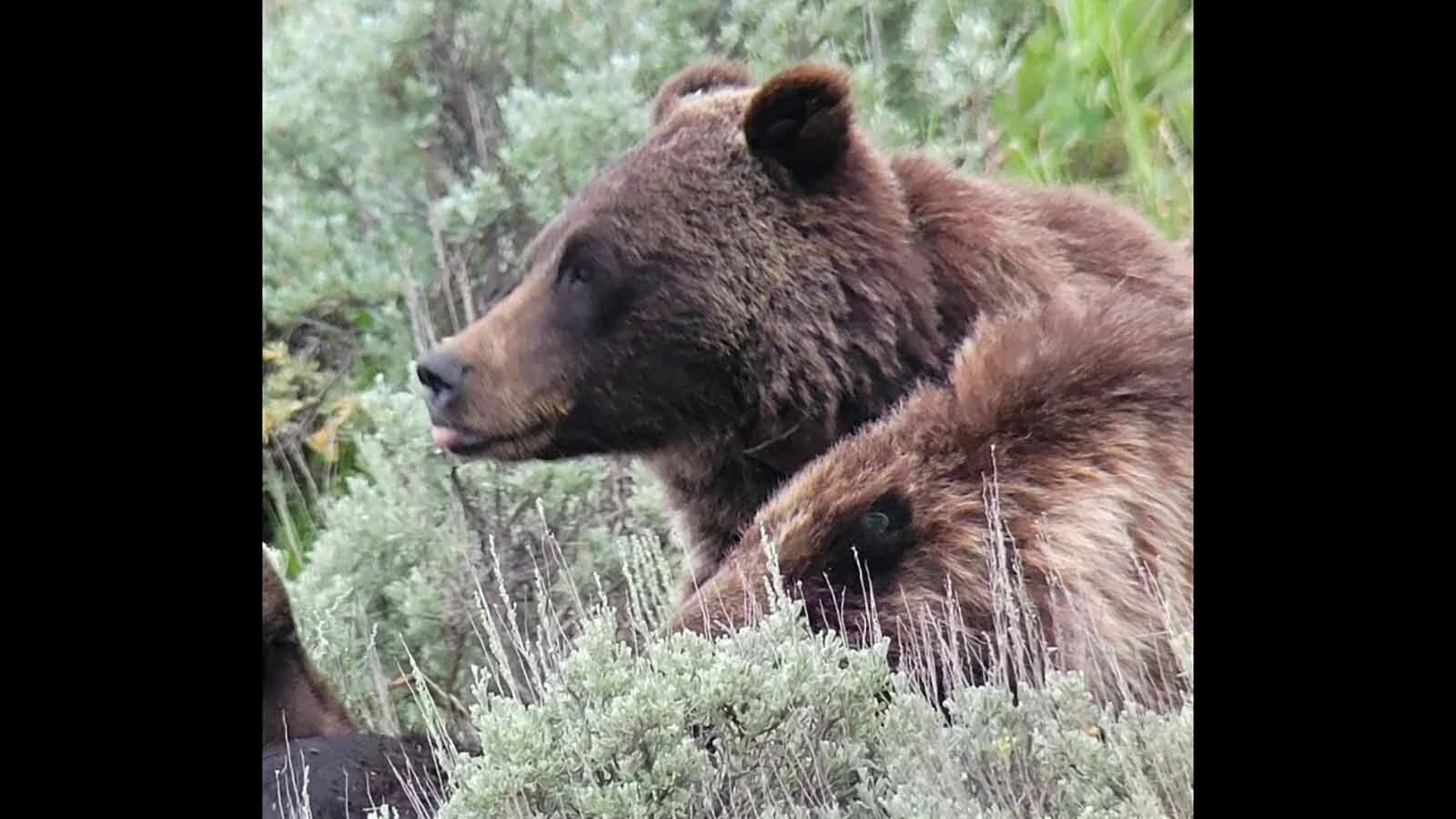 Grizzly bears, such as this female with cubs near Cody, would be brought under state management, according to a proposal put forward by U.S. Interior Secretary Doug Burgum.