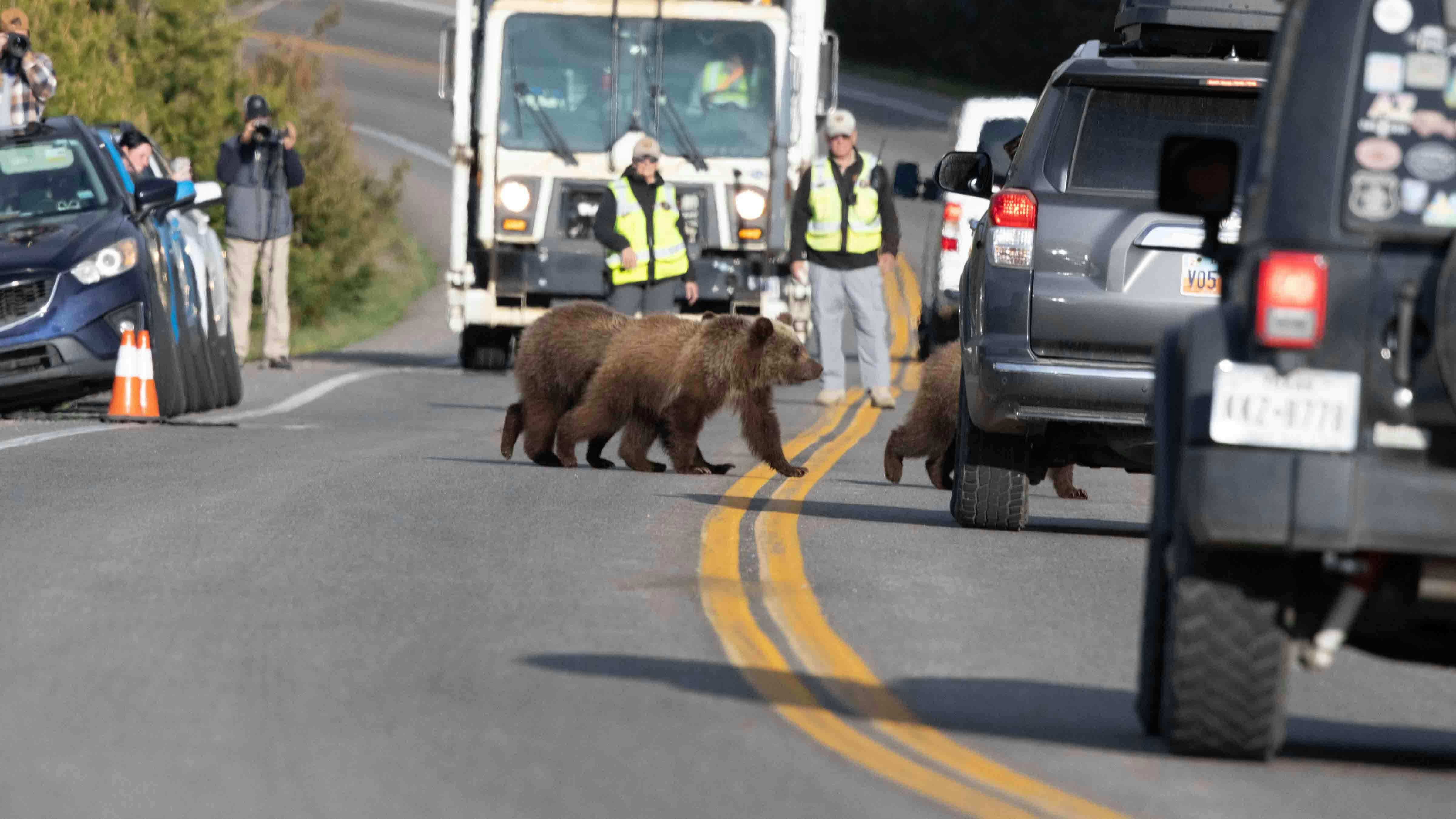 Kari Godfrey of Minnesota says she took a series of photos through a telephoto lens during a “bear jam” May 27 in Teton Park. She said this was the same incident during which a controversial photo of Grizzly 610 next to a pickup truck was taken.