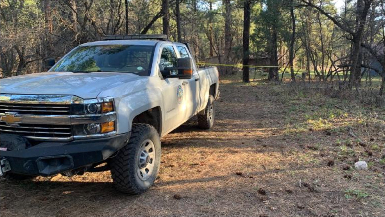 Bear attack colorado