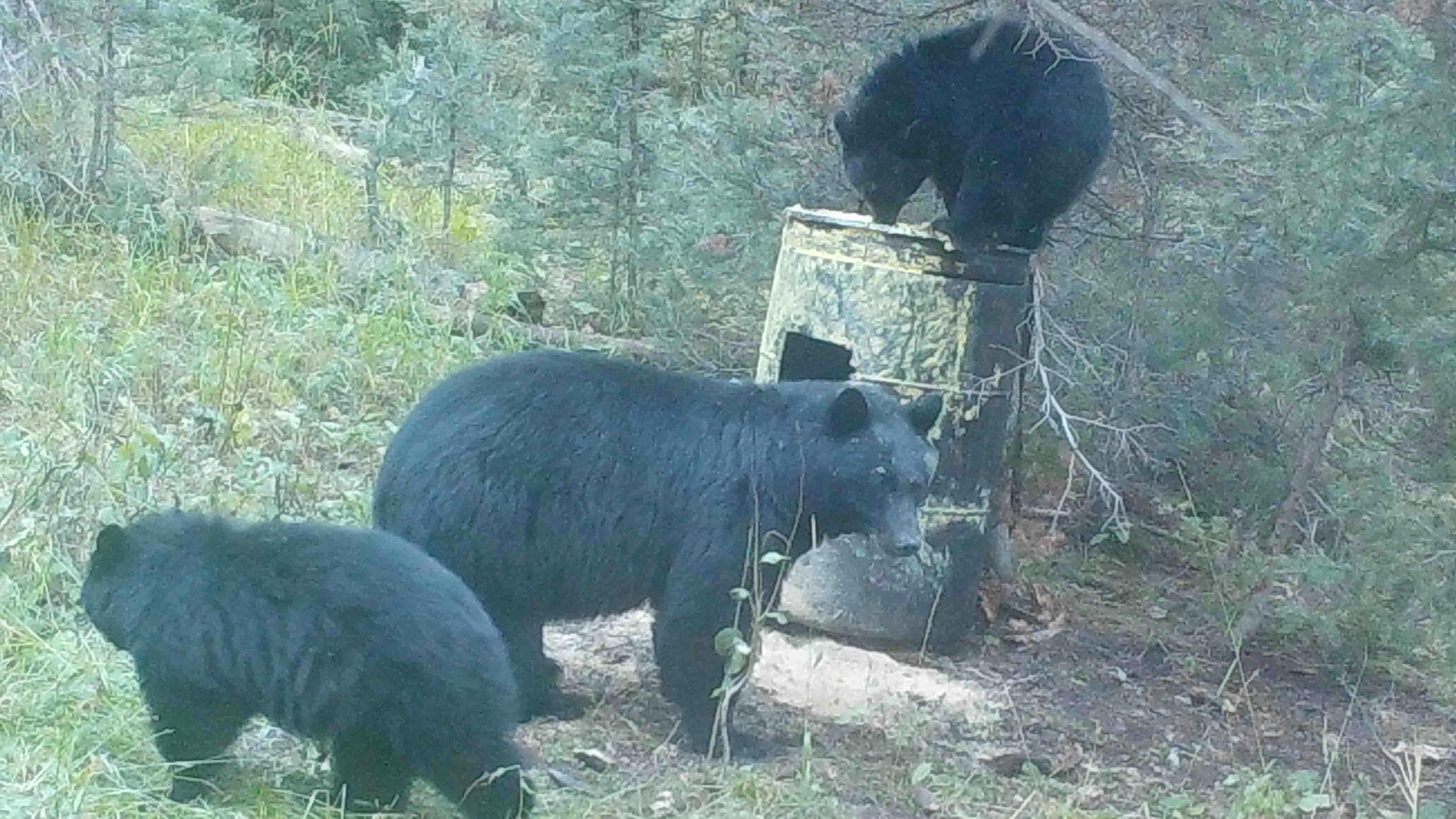 Mom and cubs: A mother black bear and her cubs stop by a bear bait site in Wyoming. Proponents of bear bait hunting argue that it’s a good way to closely observe bears and avoid shooting a female with cubs by mistake.