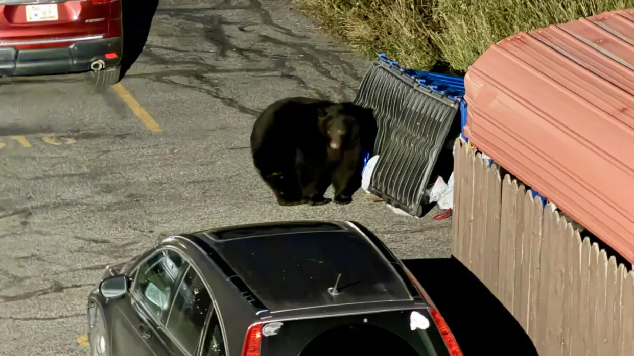 Bear breaks into a dumpster in east Bozeman in the early morning on Sept. 28.