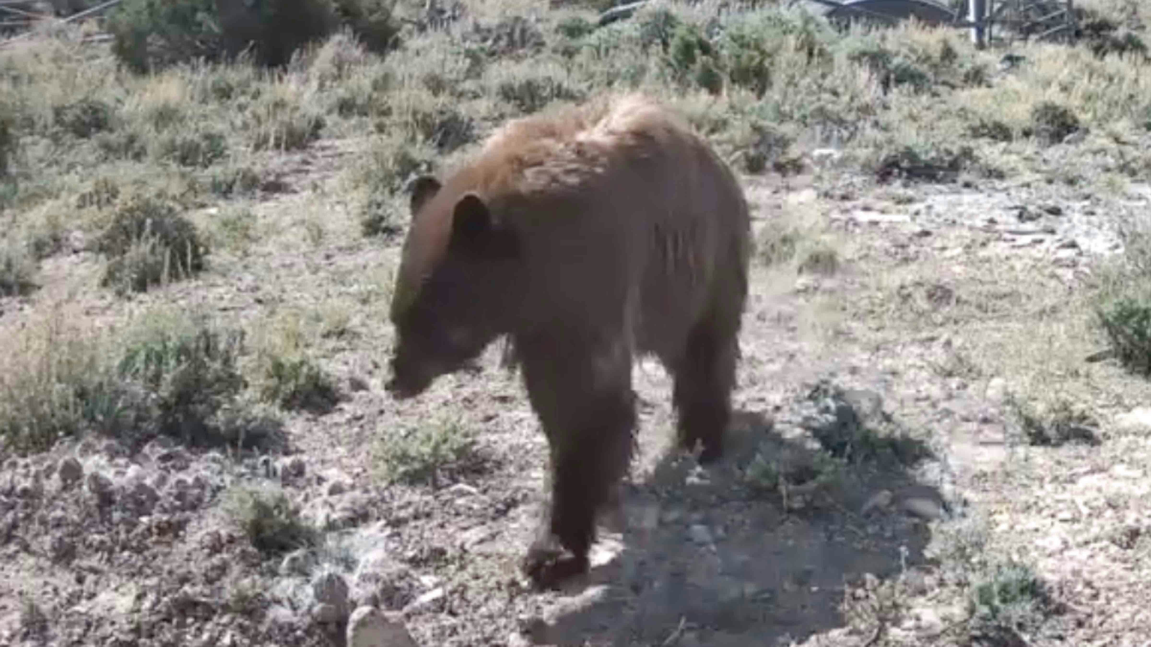 This image from a trail camera shows a curious black bear right before it chomps on and knocks it around.