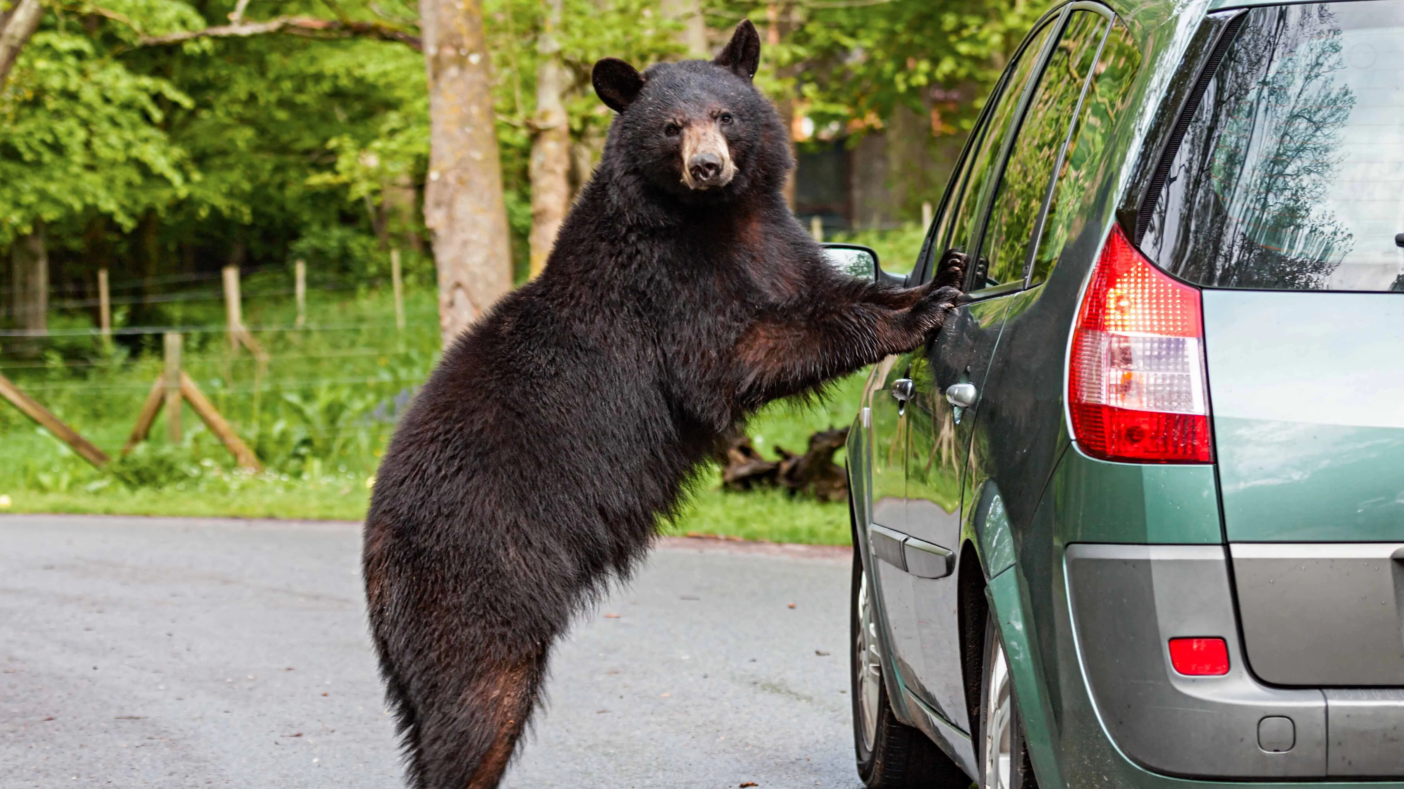 When bears go into a fall feeding frenzy to fatten up for winter, they can end up in odd places. One died in a car in Colorado Springs, Game and Fish once baited a grizzly with M&M’s candy, and a black bear roamed the halls of a Montana high school.