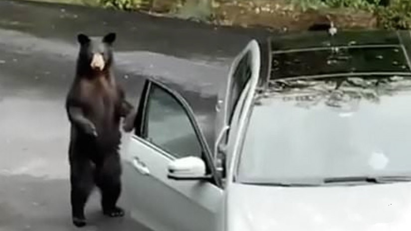 Bear car door 8 10