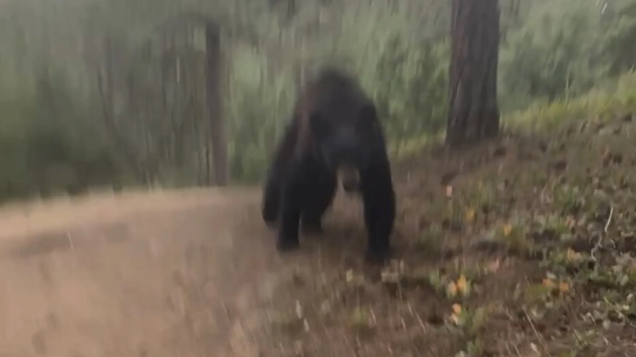 Colorado Wildlife Officials Uncertain Why Black Bear Attacked, Followed Woman