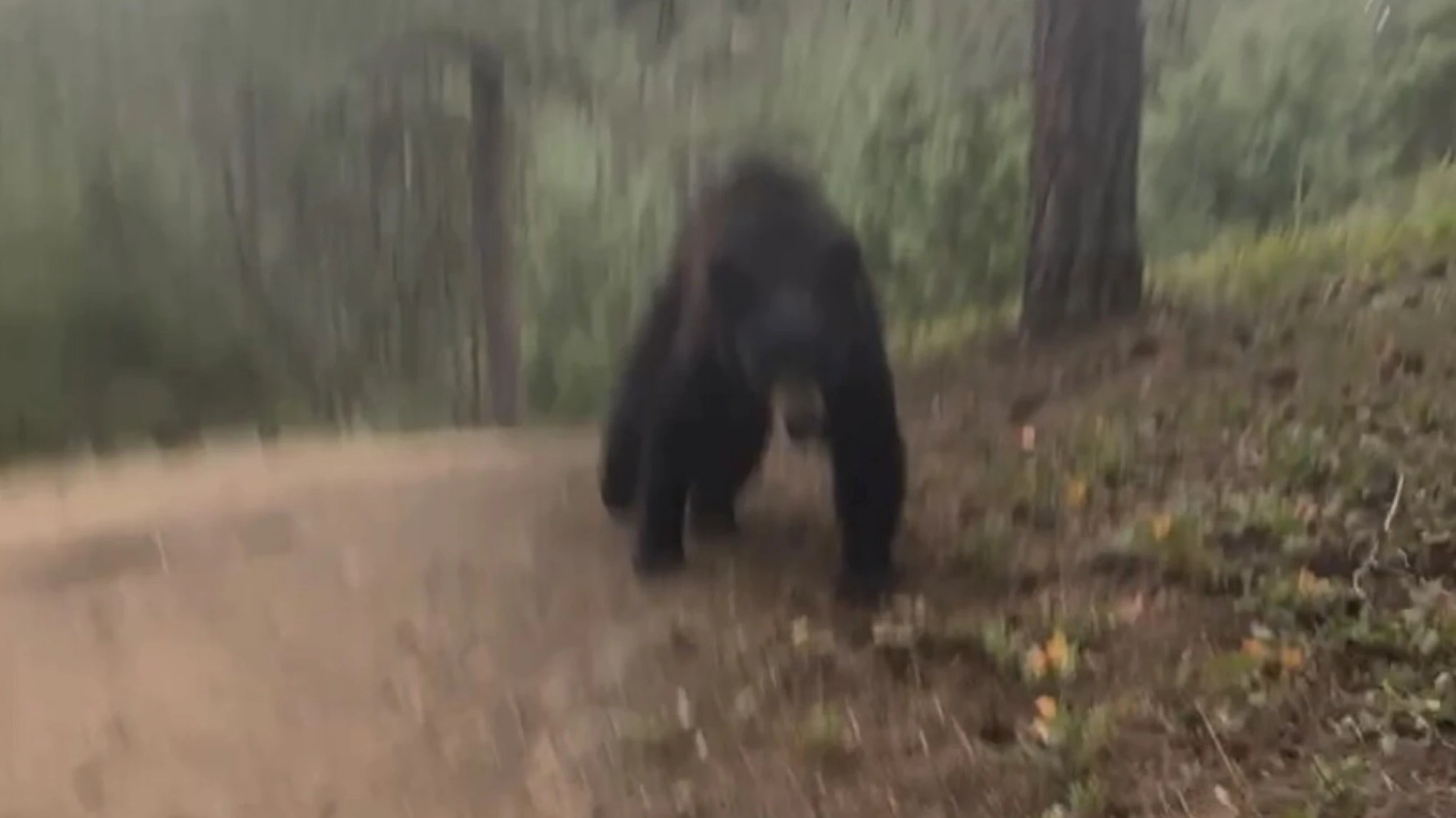 Colorado Wildlife Officials Uncertain Why Black Bear Attacked, Followed Woman