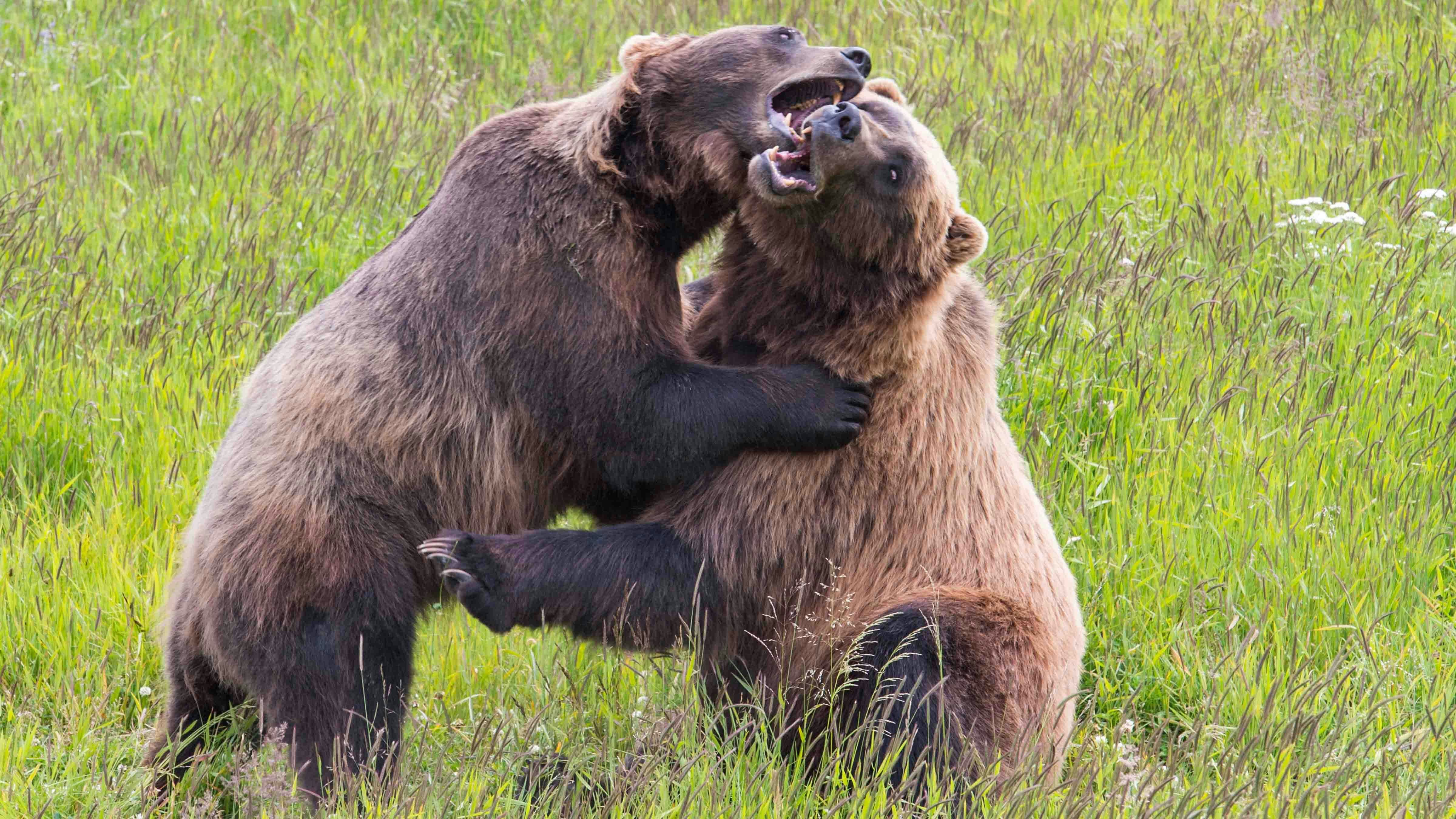 Bear fight 6 15 24