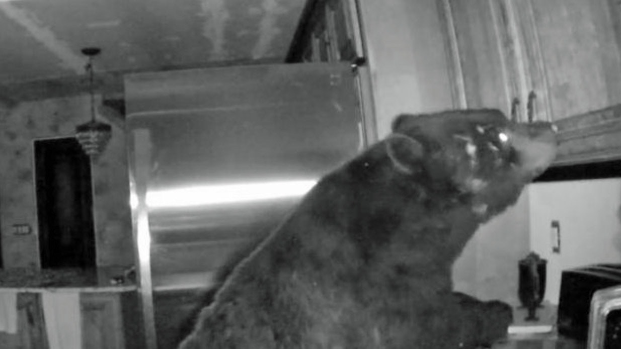 Bear house 3