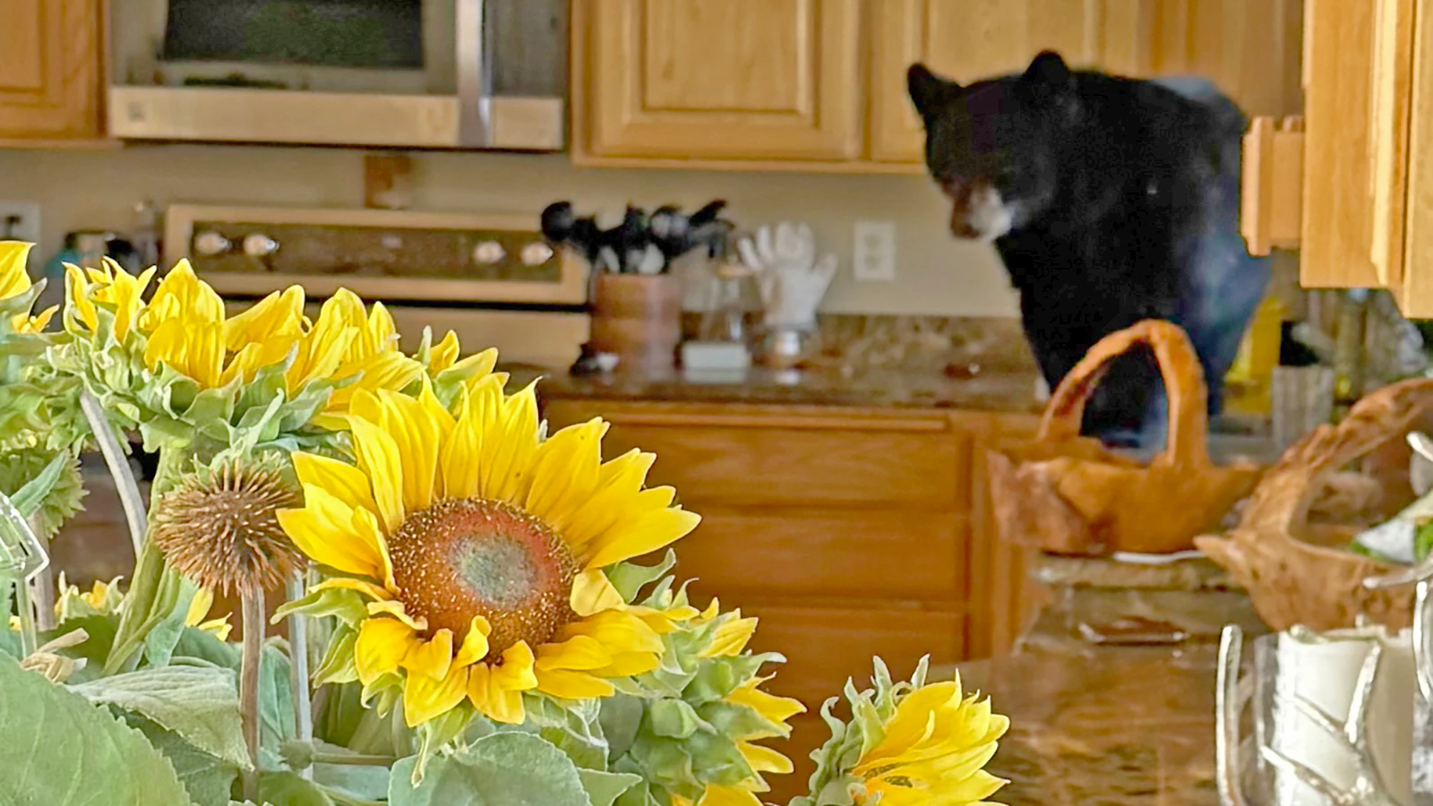 Page and Keith Mamot found this 2-year-old black bear in their second home near Driggs, Idaho. The bear was shot and killed soon after by sheriff’s deputies under a zero-tolerance policy related to occupied structures.
