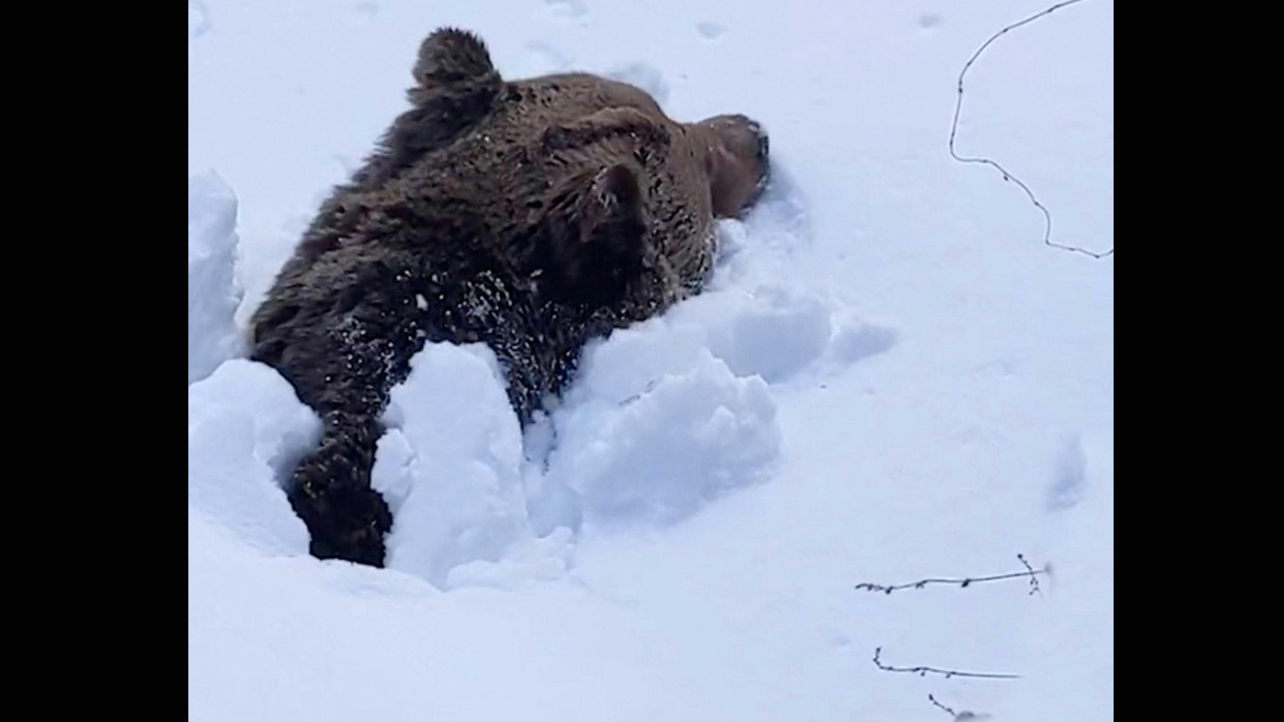 Bear in snow 3 22 22 scaled
