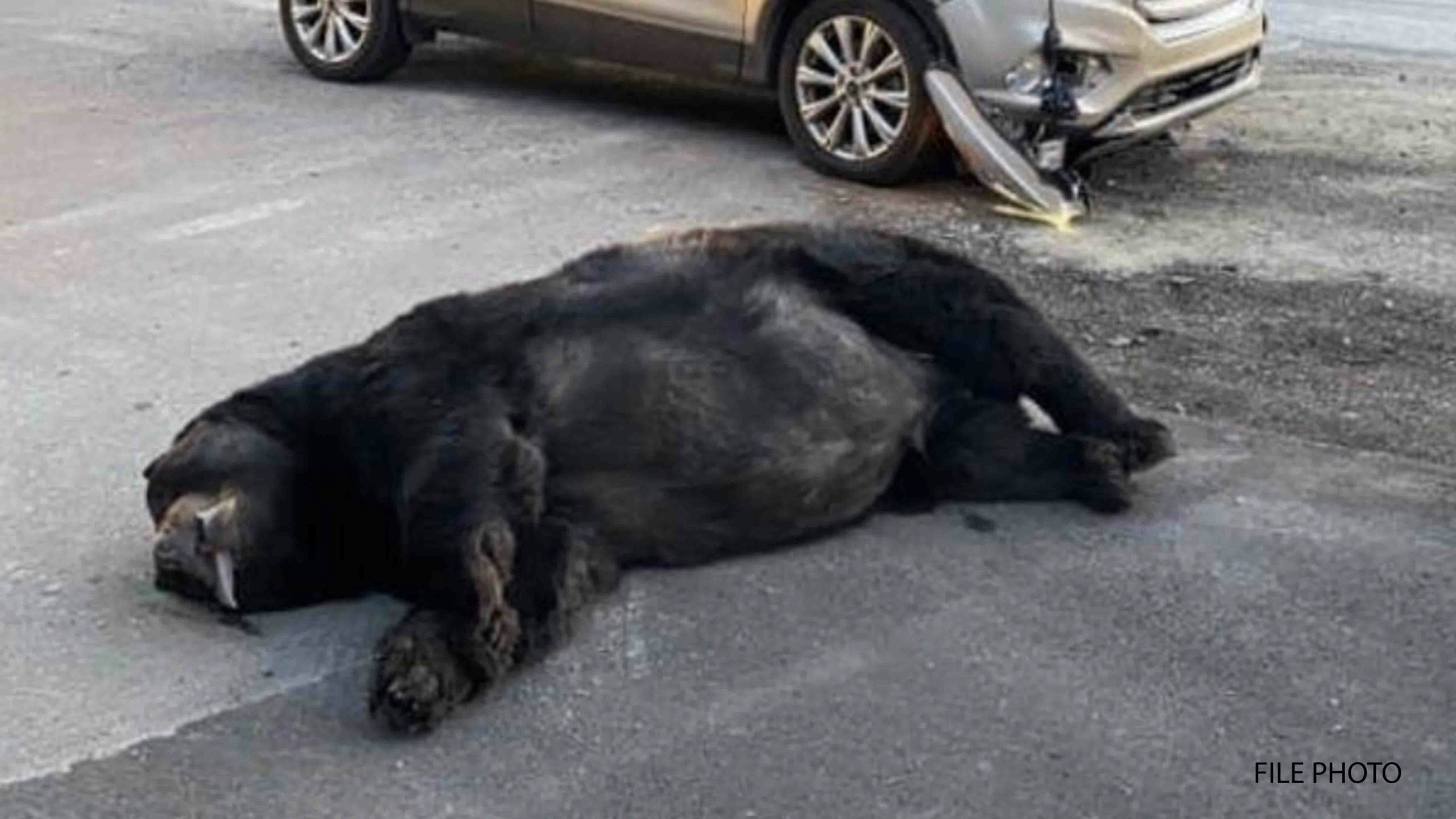 Bear killed by car file photo scaled