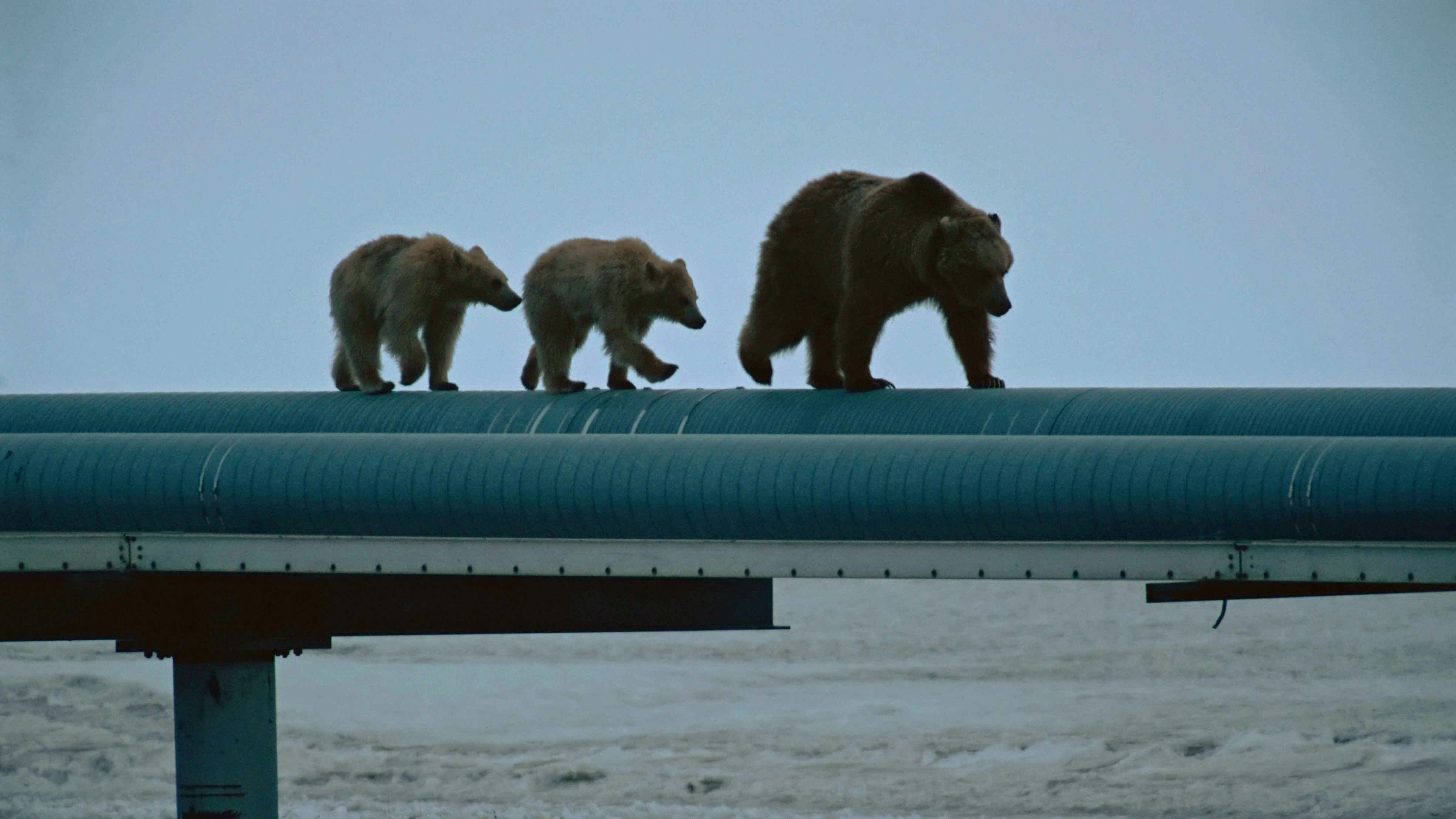 Bear on pipeline