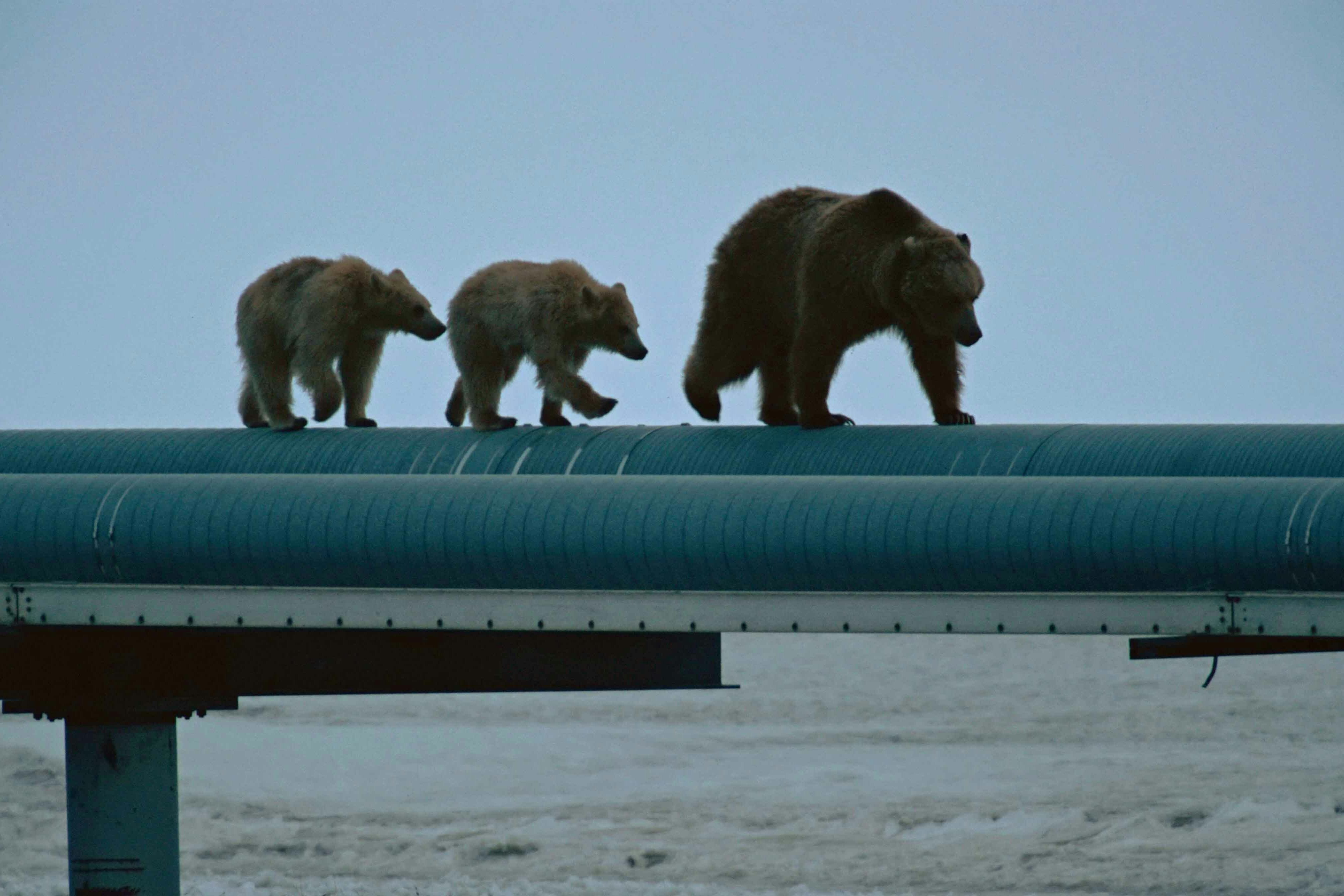 Bear on pipeline