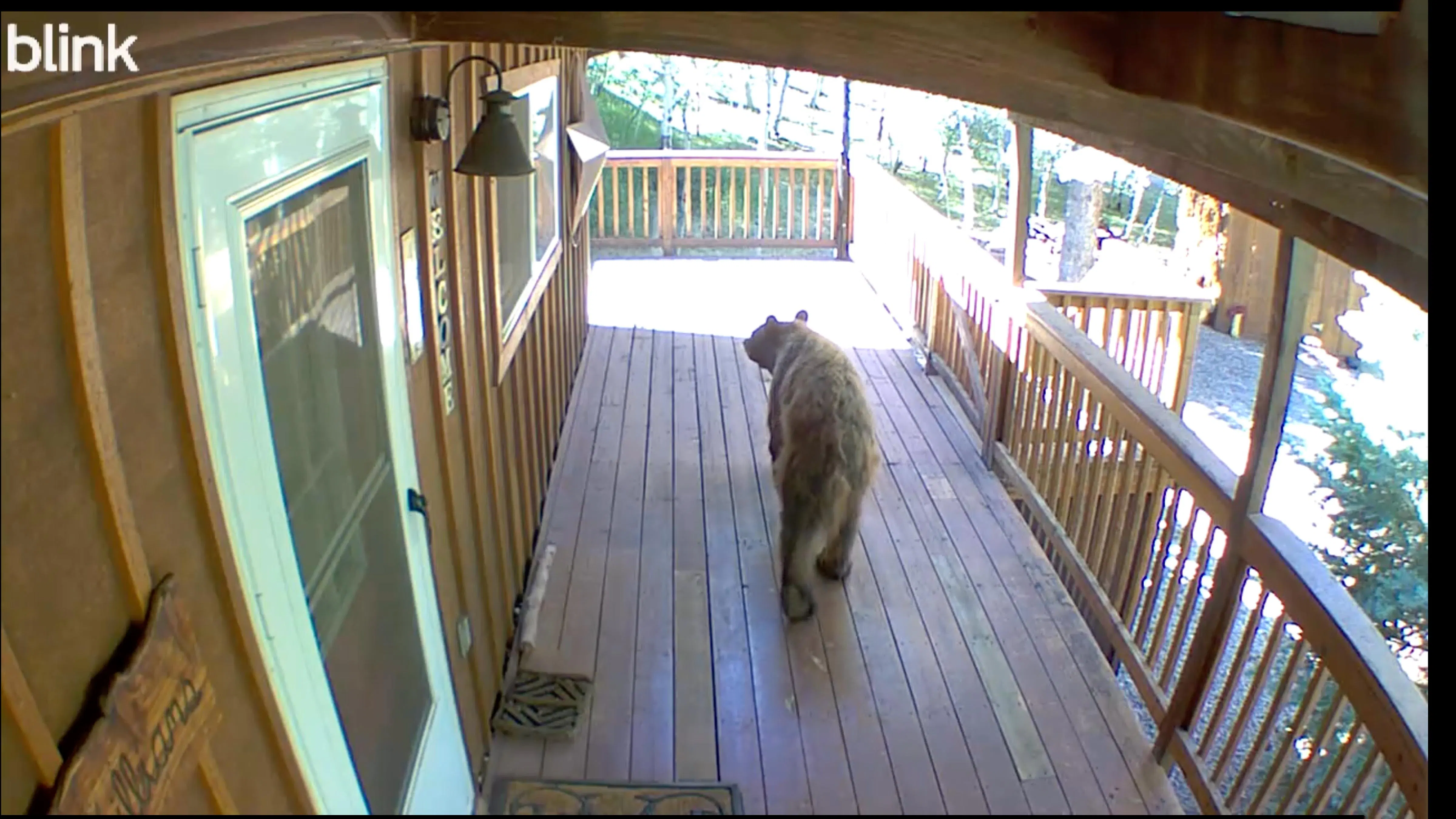 Black bears have gotten increasingly bold around cabins in the Spanish Peaks region in southern Colorado.