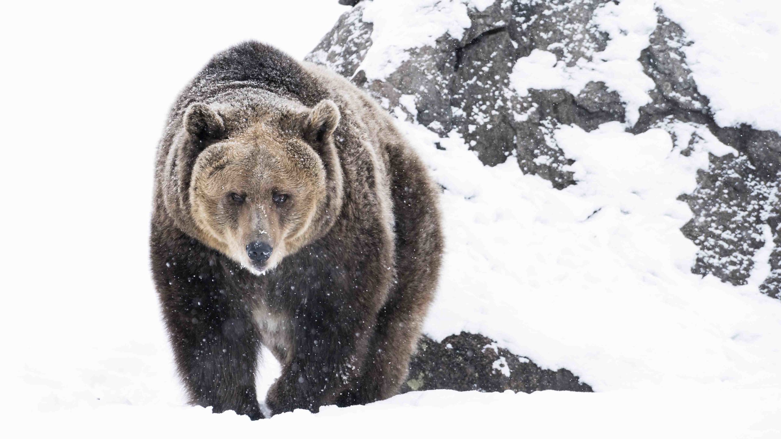 Three Grizzly Bears Tested Positive for Avian Flu in Montana