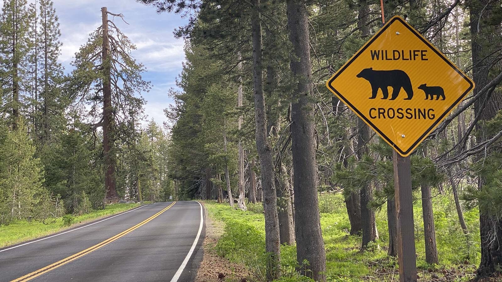 A roadside sign in Yosemite National Park in California warns visitors to be on the lookout for black bears. Bear spray isn’t allowed inside the park.