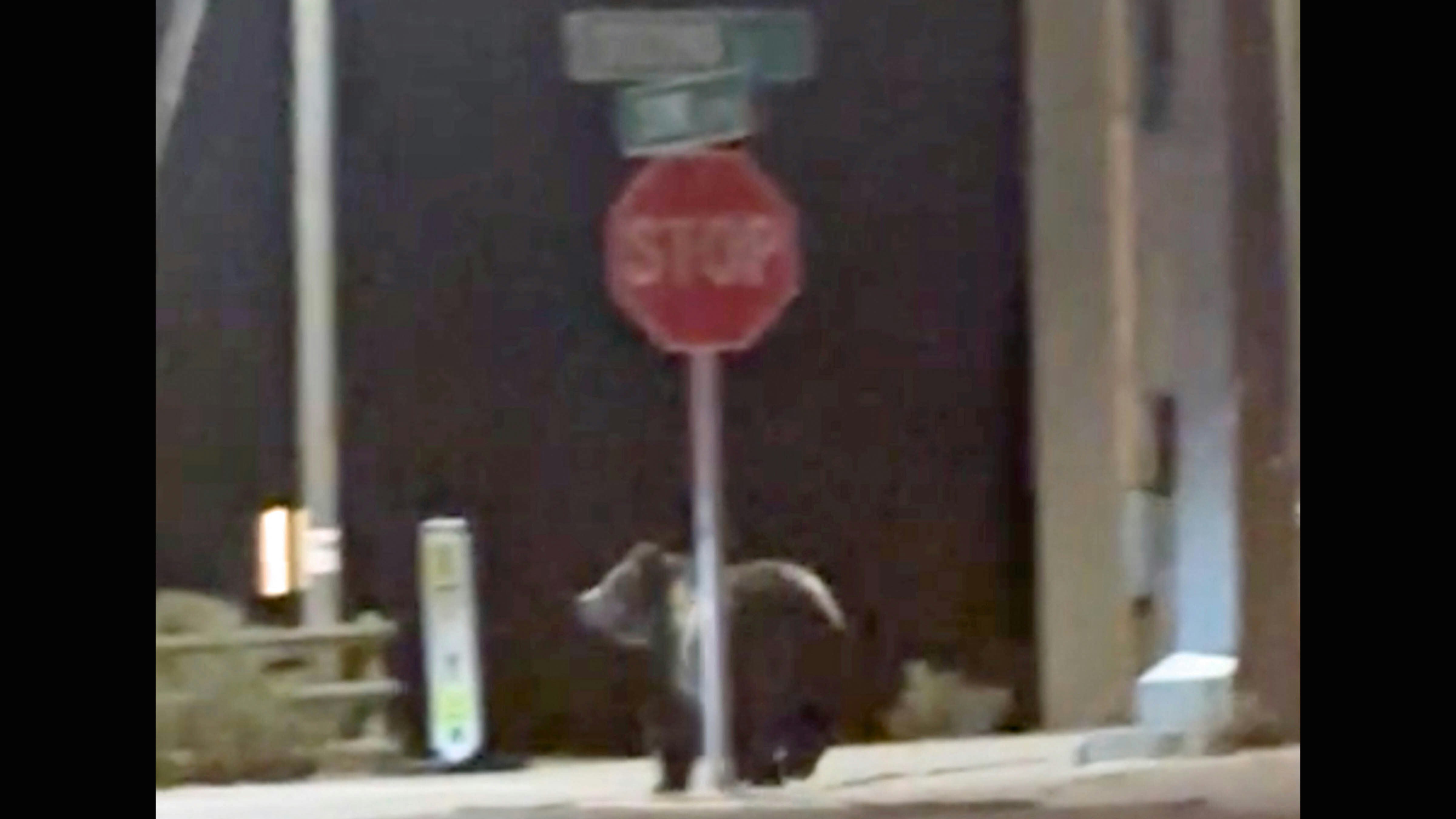 Bear stop sign 3 7 18 24