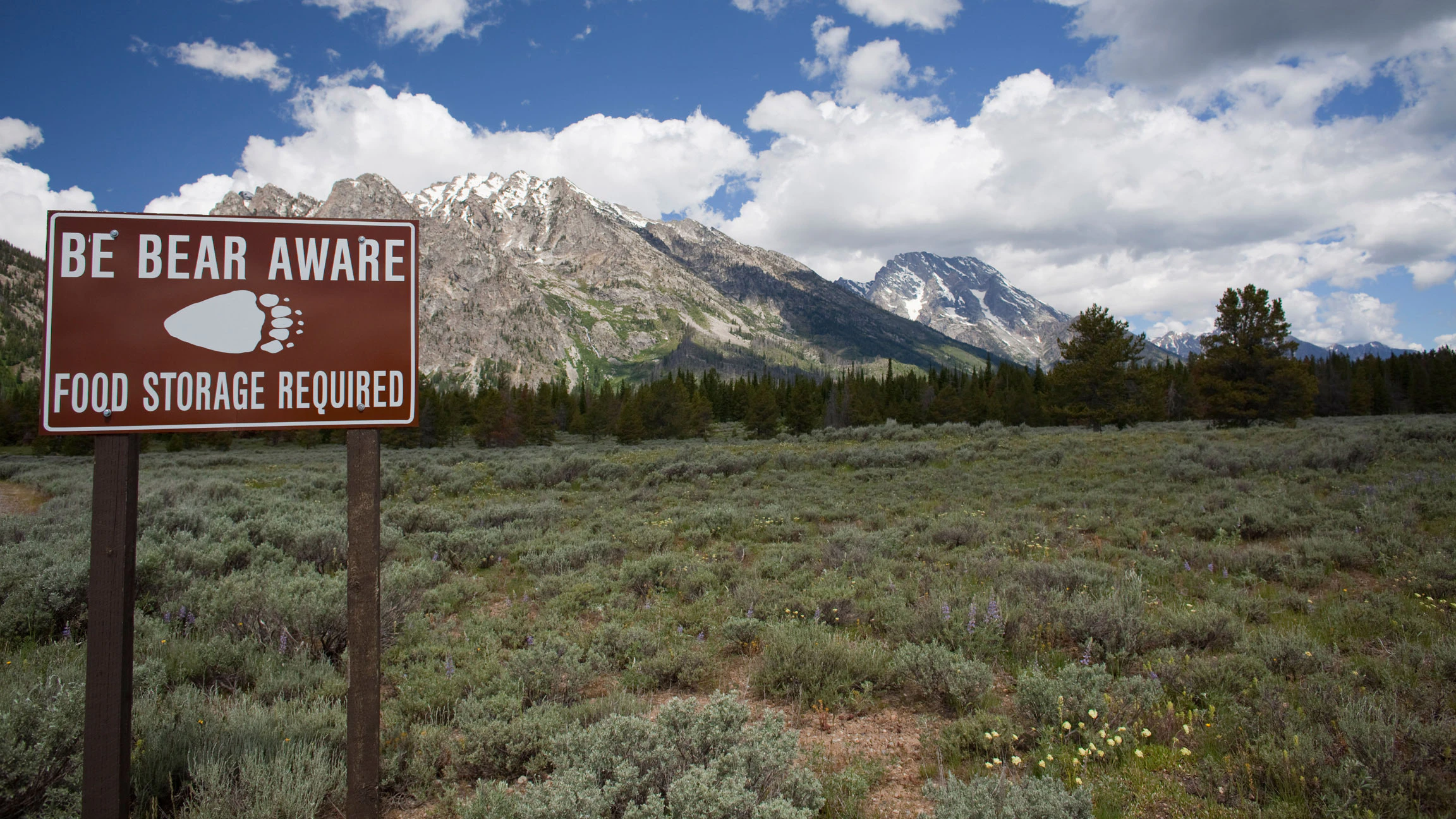 Bear tetons 8 11 26
