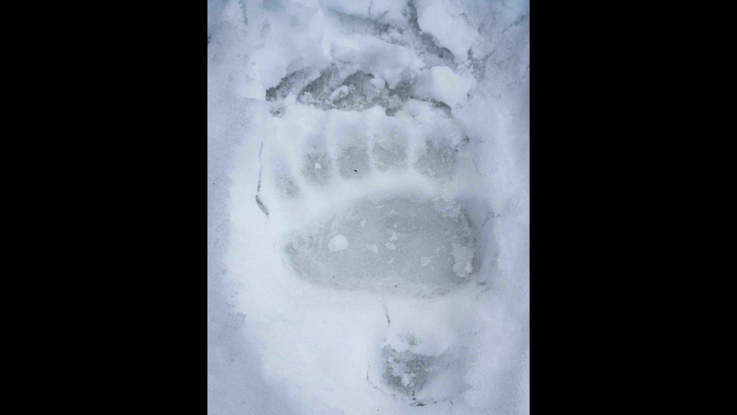Bear track in snow scaled