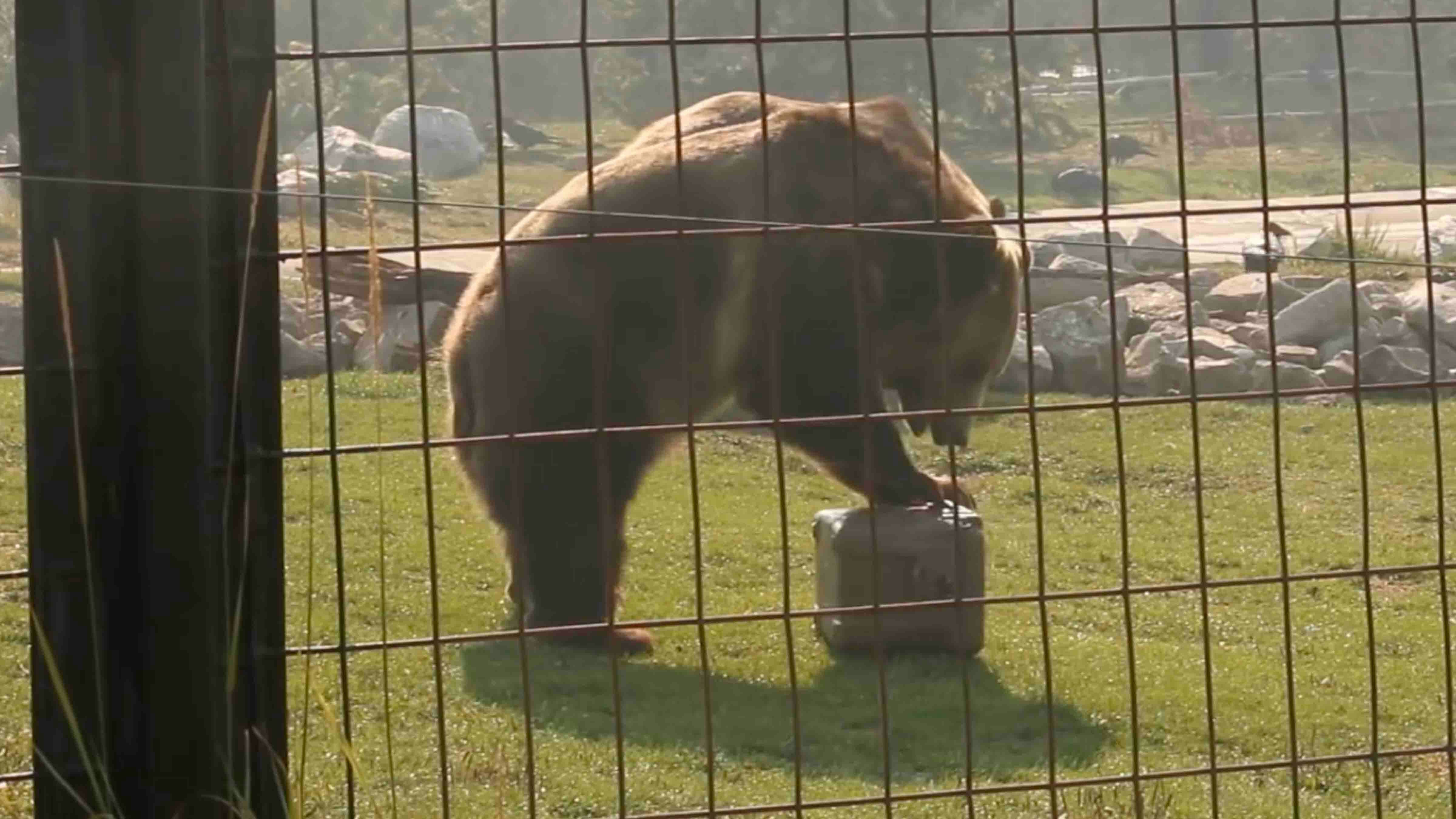Bear trash can 8