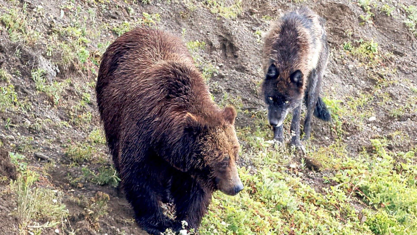 A grizzly bear and a young wolf had a standoff near a bison carcass in Yellowstone National Park but they didn’t take it to the level of fighting.
