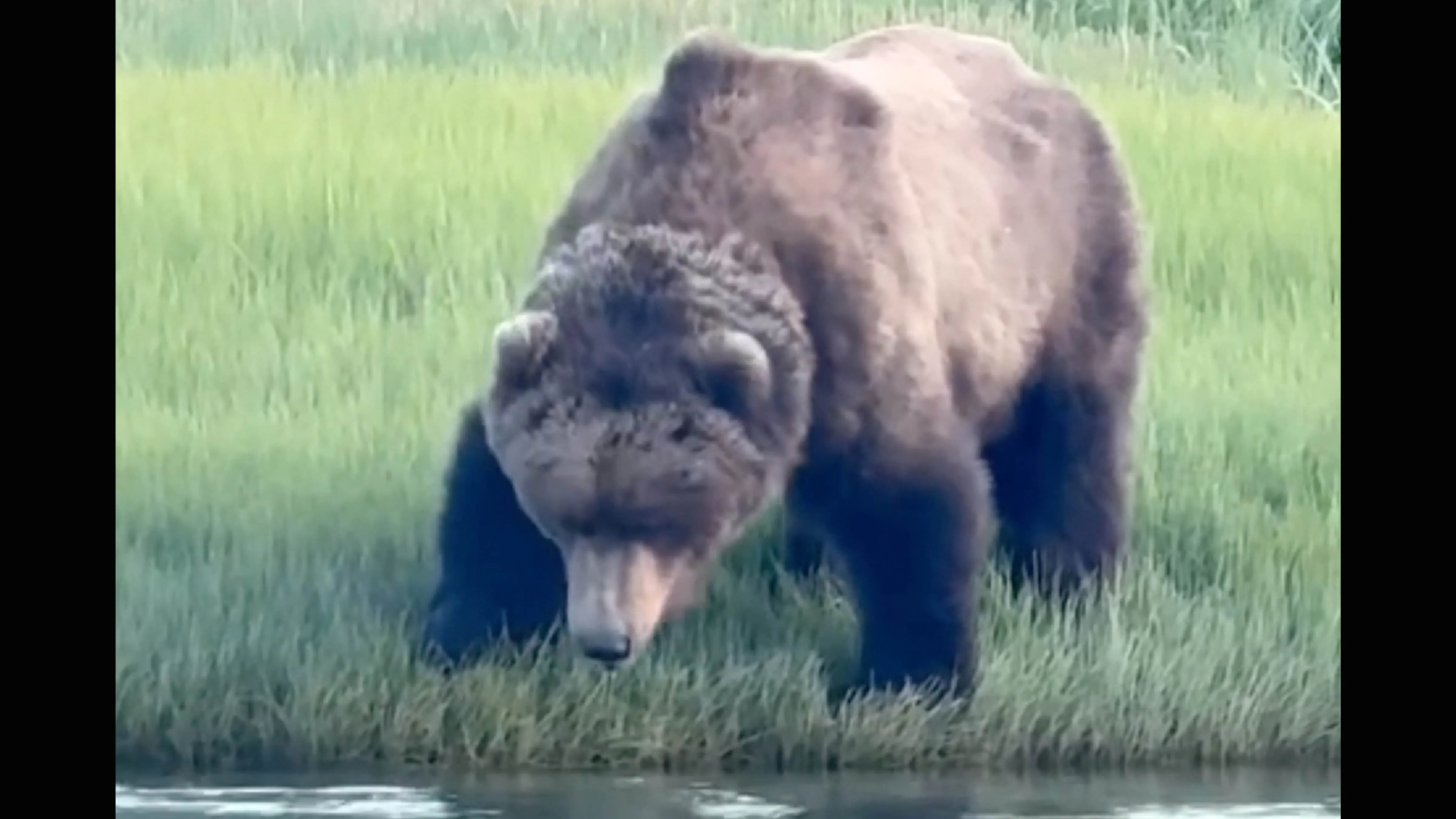 Bears 6 13 26 no play