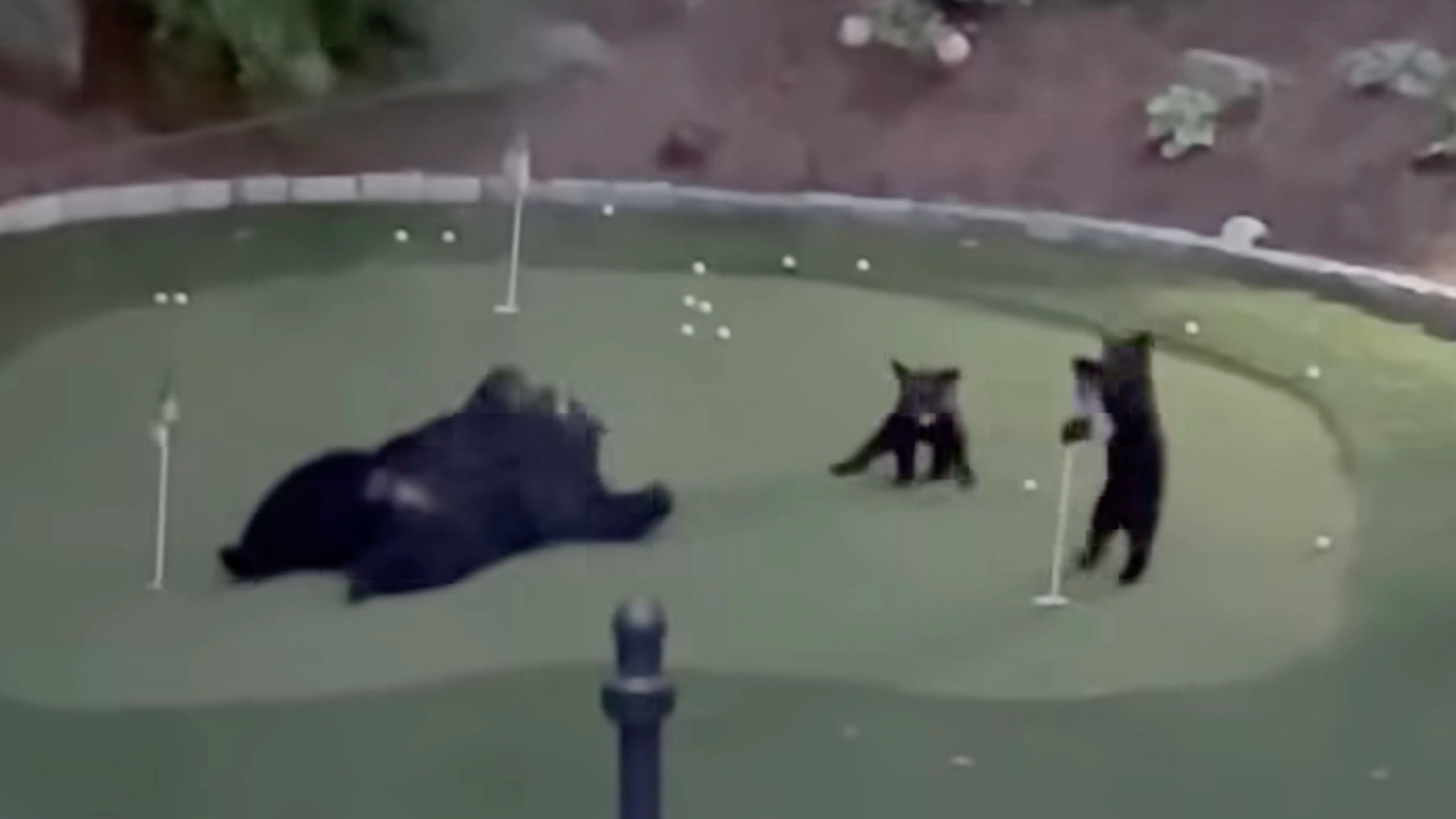 Bears no play 7 30 26