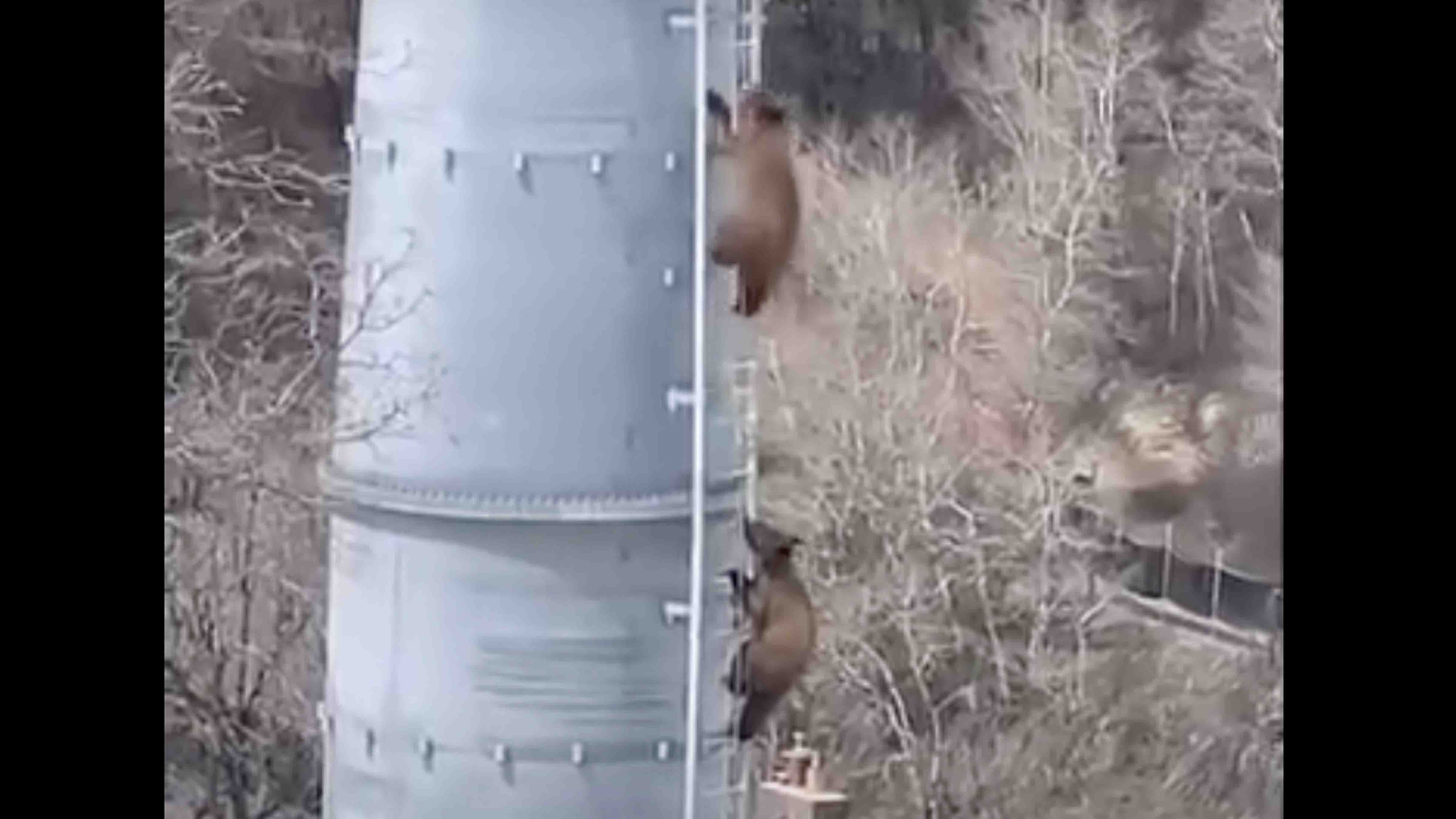 Bear Cubs Whoop It Up On Ladder At Ski Resort Gondola Tower | Cowboy ...