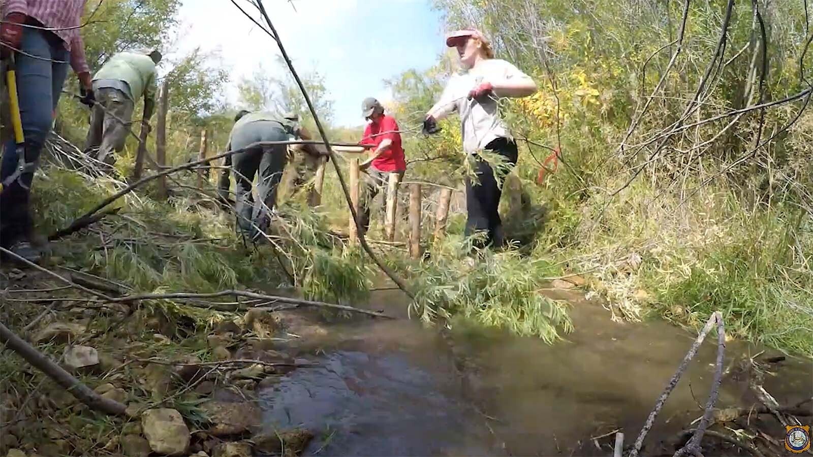 The population of beavers on the Bighorn National Forest in Wyoming has declined by more half in recent years. Officials have built roughly 150 artificial beaver dams to make up for it.