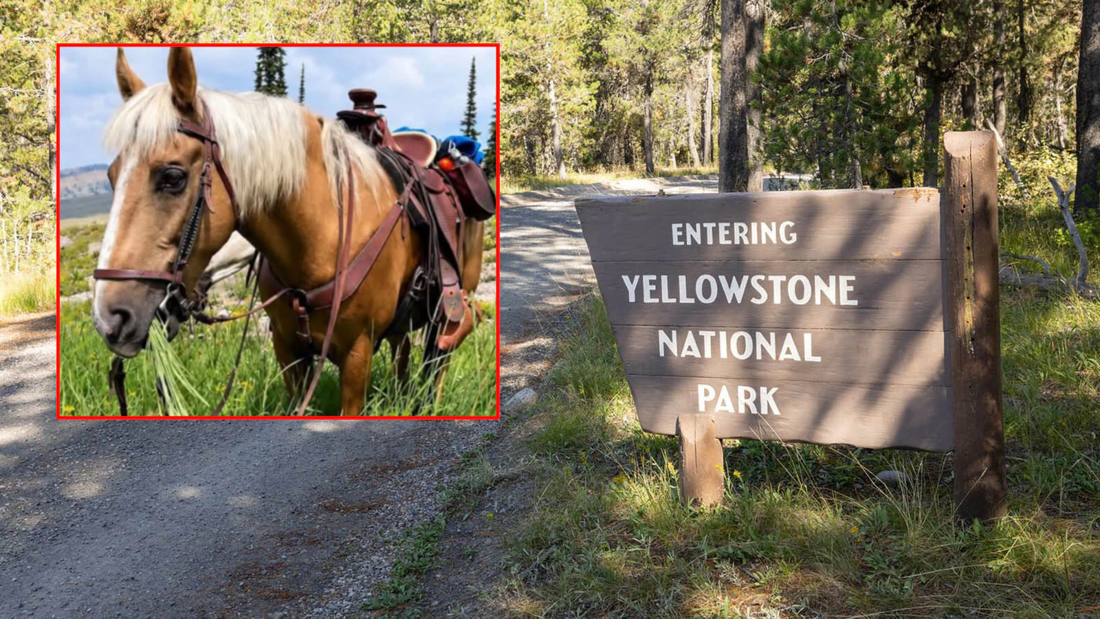 Sue, a 15-year-old palomino, went missing during a packing trip near the Bechler Ranger Station in Yellowstone’s southwest corner on Friday. The horse's owners are offering a $1,000 reward to anyone who finds and rescues the horse. "We are heartbroken, worried sick, and hoping for a good outcome," they told Cowboy State Daily.