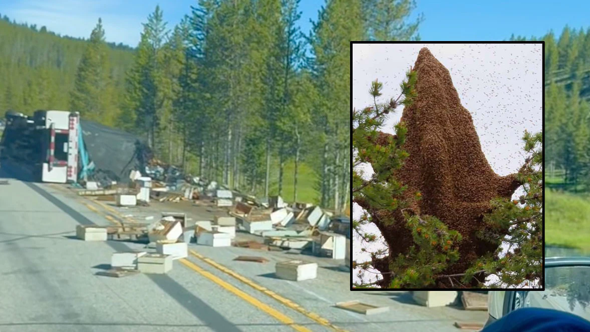 There is concern that homeless honeybees that remain in Yellowstone after last week's semi crash could threaten the native bees. They are likely "carrying pathogens and parasites that Yellowstone’s bees haven’t been exposed to," one professor said.