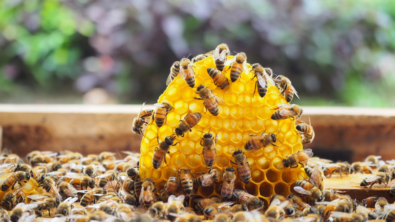 Bees and honecomb 4 1 23