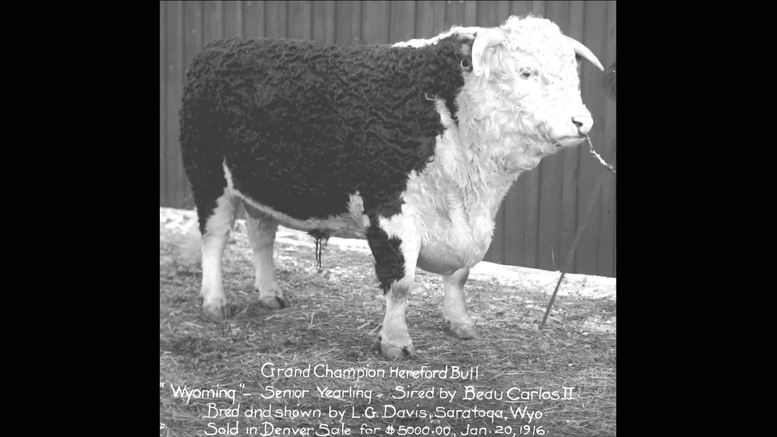 The grand champion Hereford bull at the Denver Stock Show in 1916 was “Wyoming,” bred and reared at the Davis Ranch south of Saratoga. The offspring of Beau Carlos II, “Wyoming” brought a record $5,000 at the livestock sale held Jan. 20, 1916, in Denver, Colo.