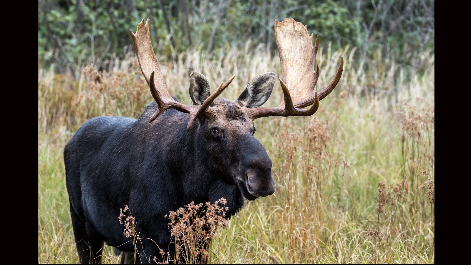 Big moose