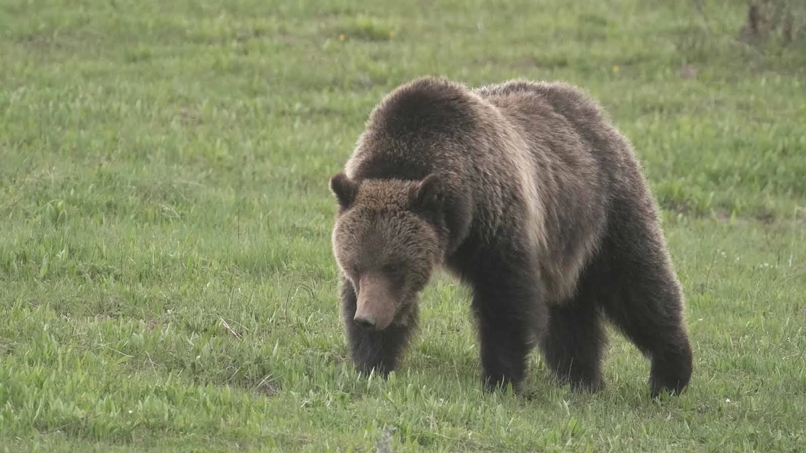 Retired Forest Service hydrologist and wildlife photographer Pete Bengeyfield has been watching and photographing grizzlies, such as this one, in Wyoming and Montana for decades and says bears are plentiful.