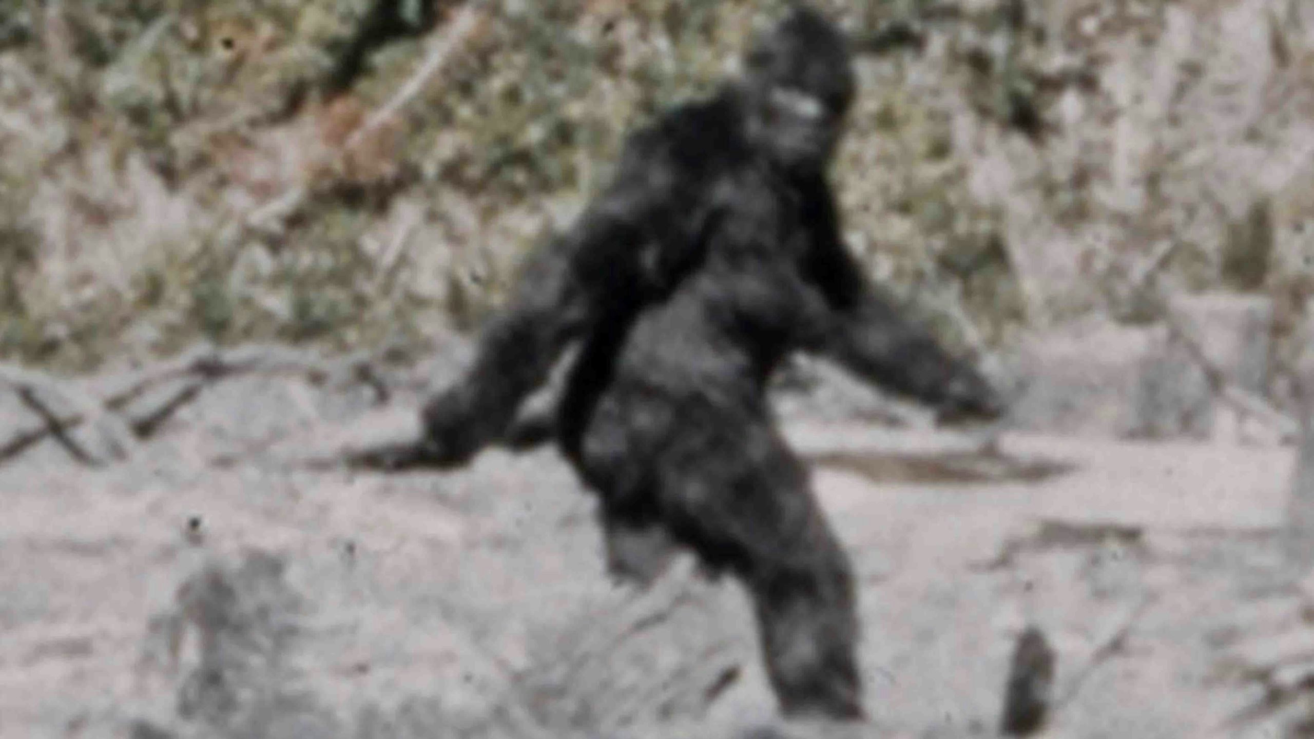 Bigfoot photo scaled