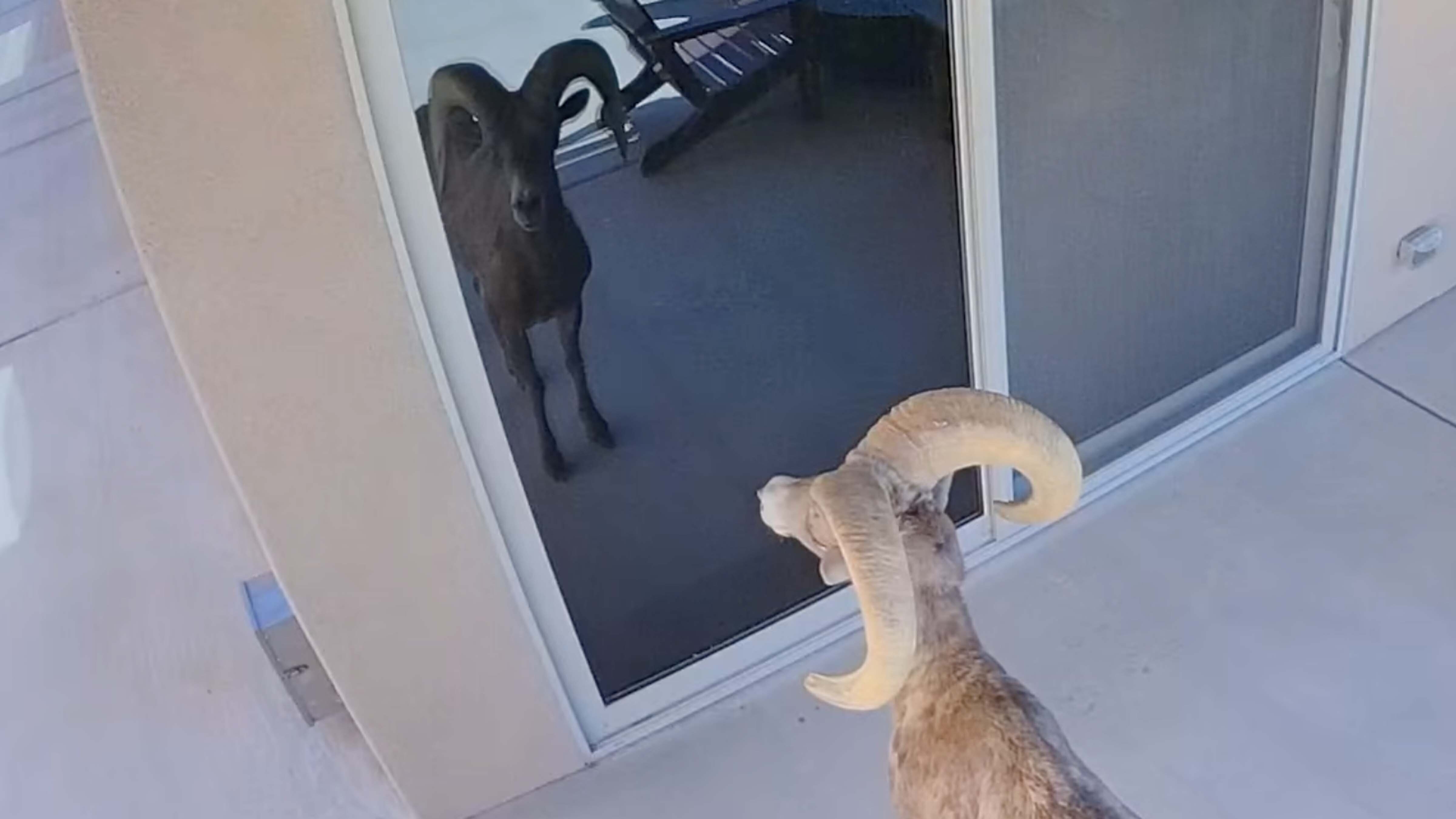 After mistaking his own reflection in a sliding glass door for a rival ram, a desert bighorn sheep headbutted the door, and then fled, startled by the shattering glass.