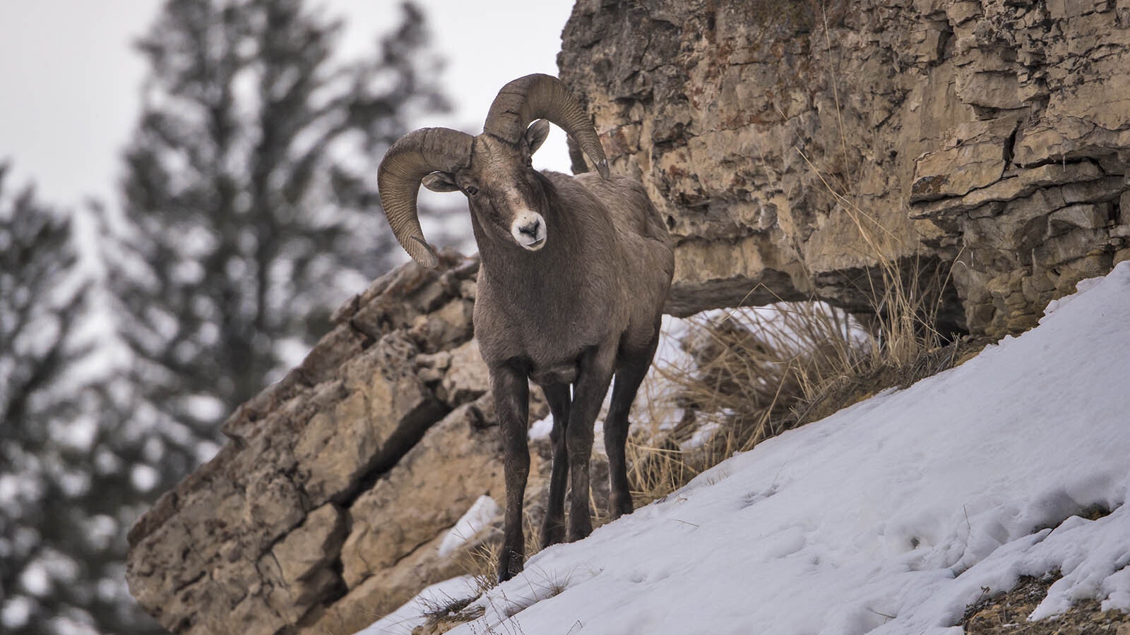 Bighorn sheep 2 19 24