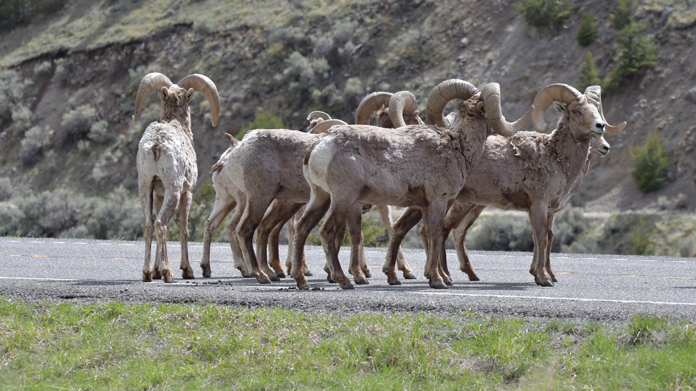 Bighorn sheep on road 8 23 22