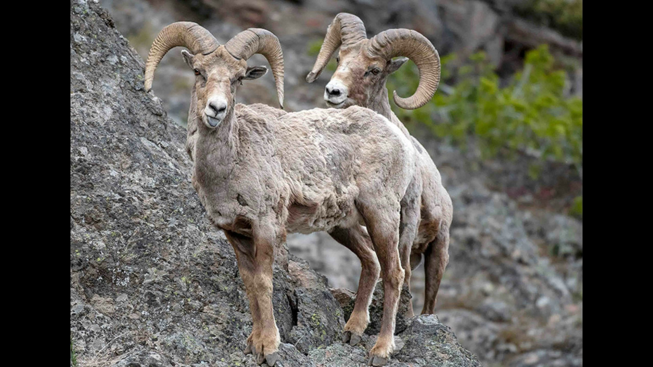 Bighorn sheep scaled