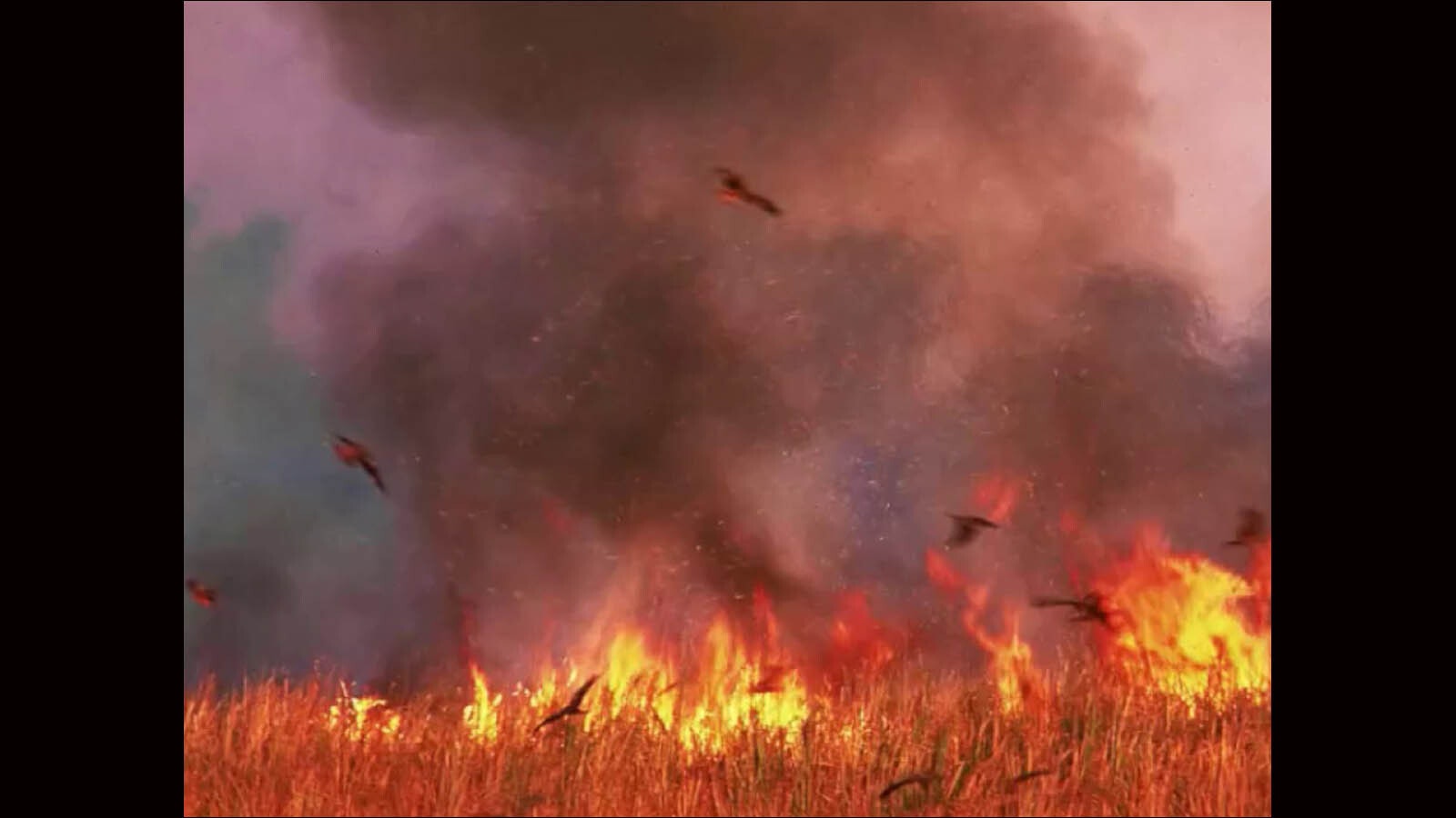 Birds in fire