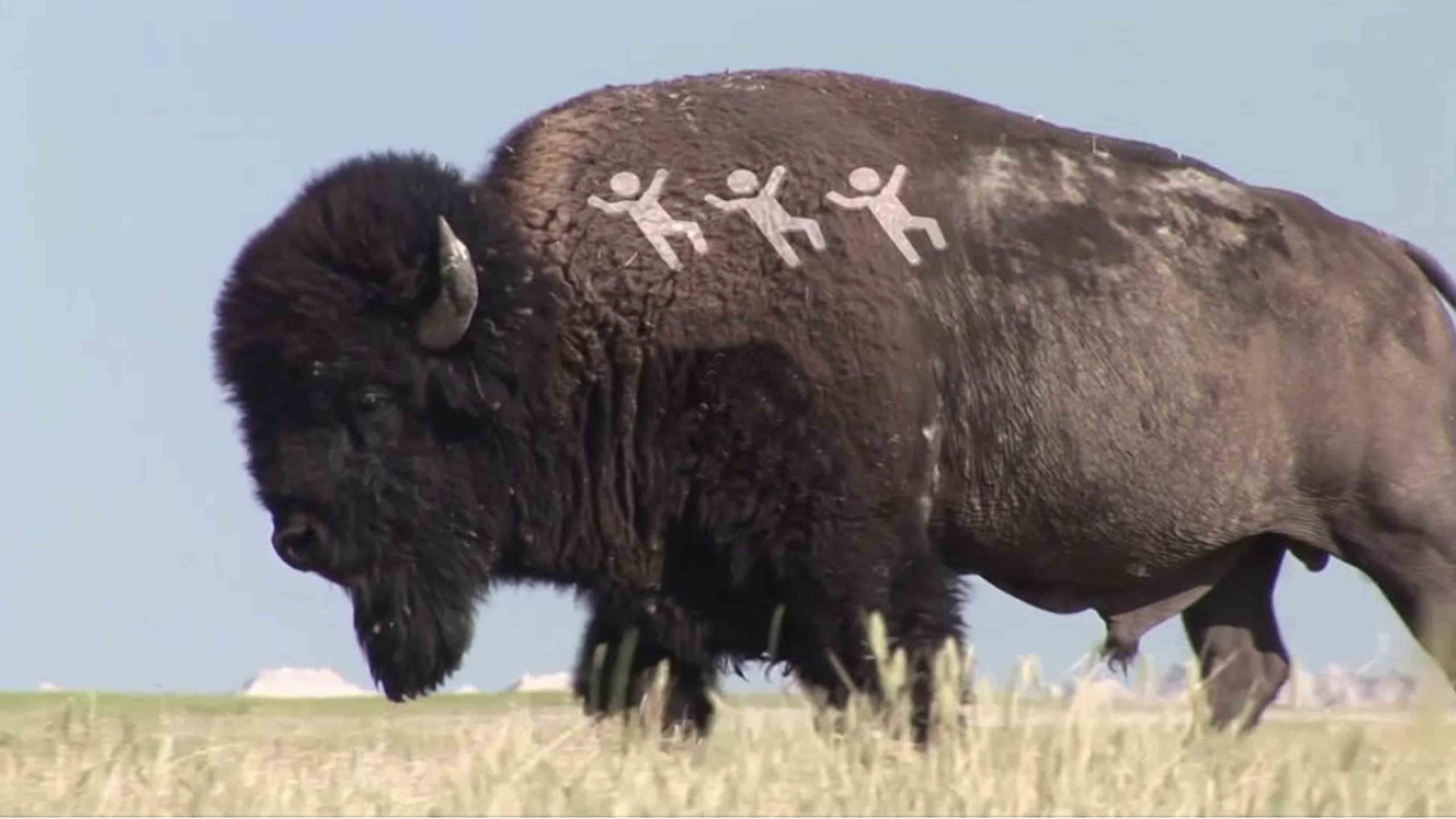 Bison 3 people 6 30 22 scaled