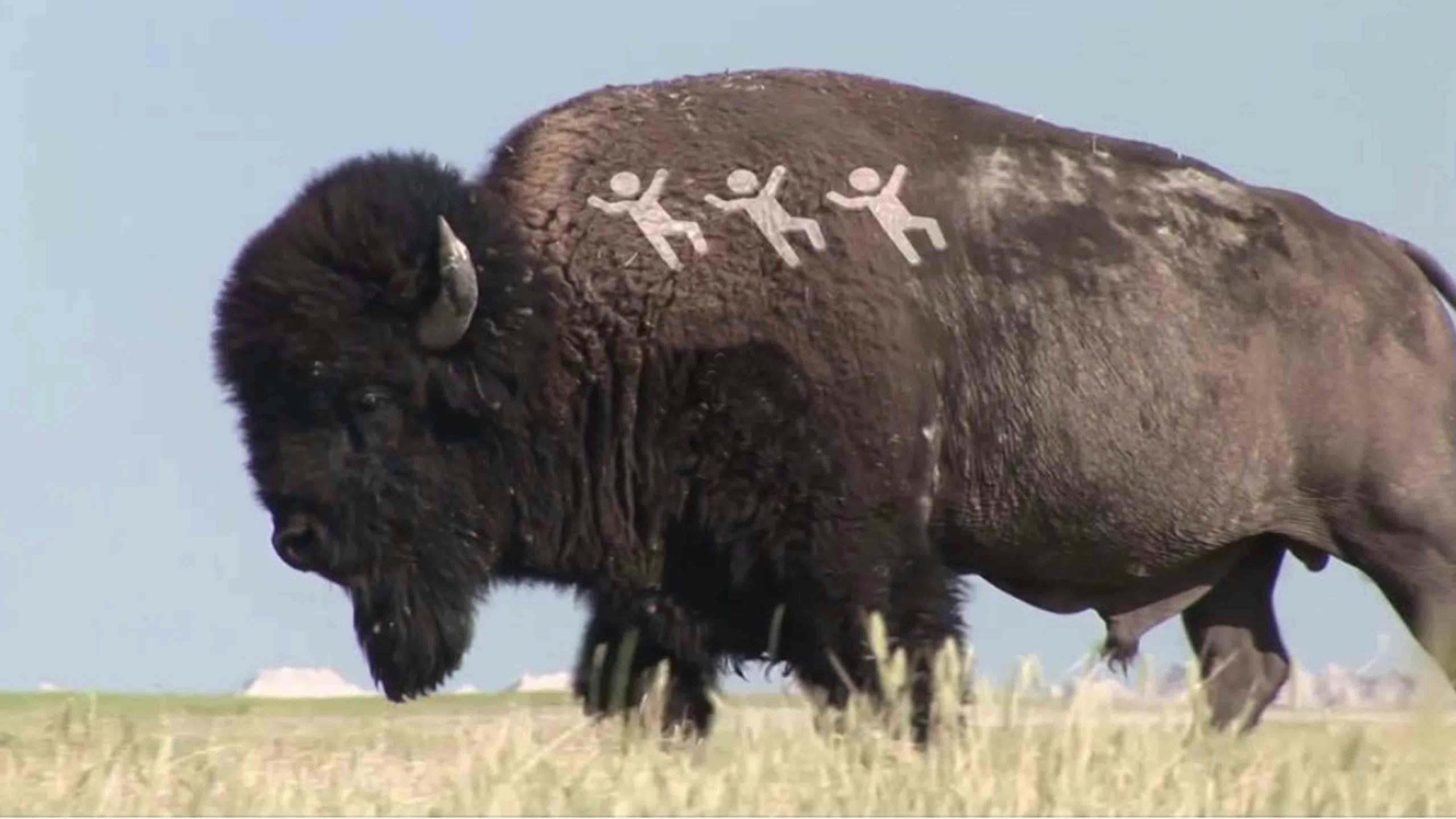 Bison 3 people 6 30 22 scaled