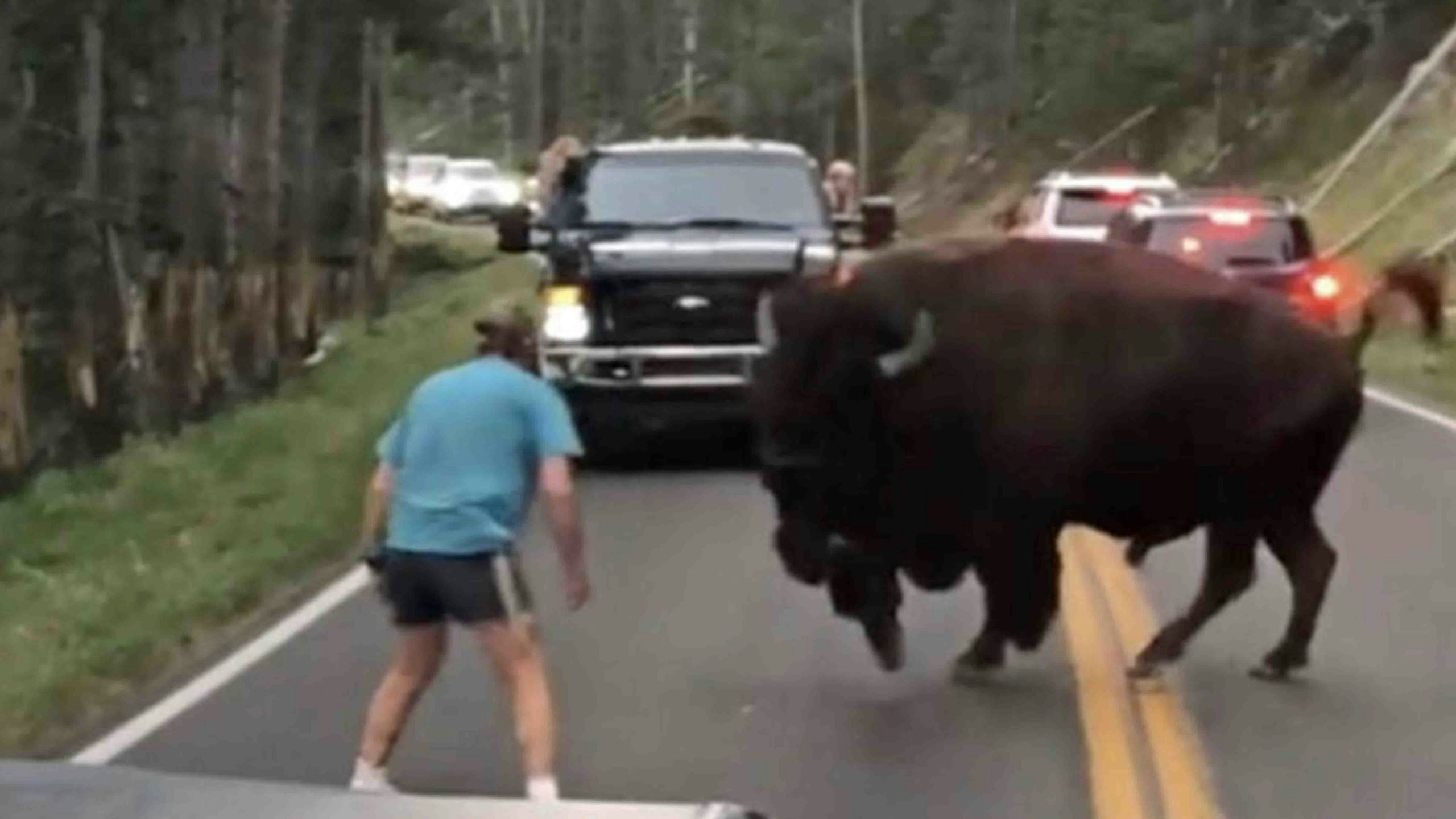 Bison and idiot in yellowstone 4 7 22 scaled
