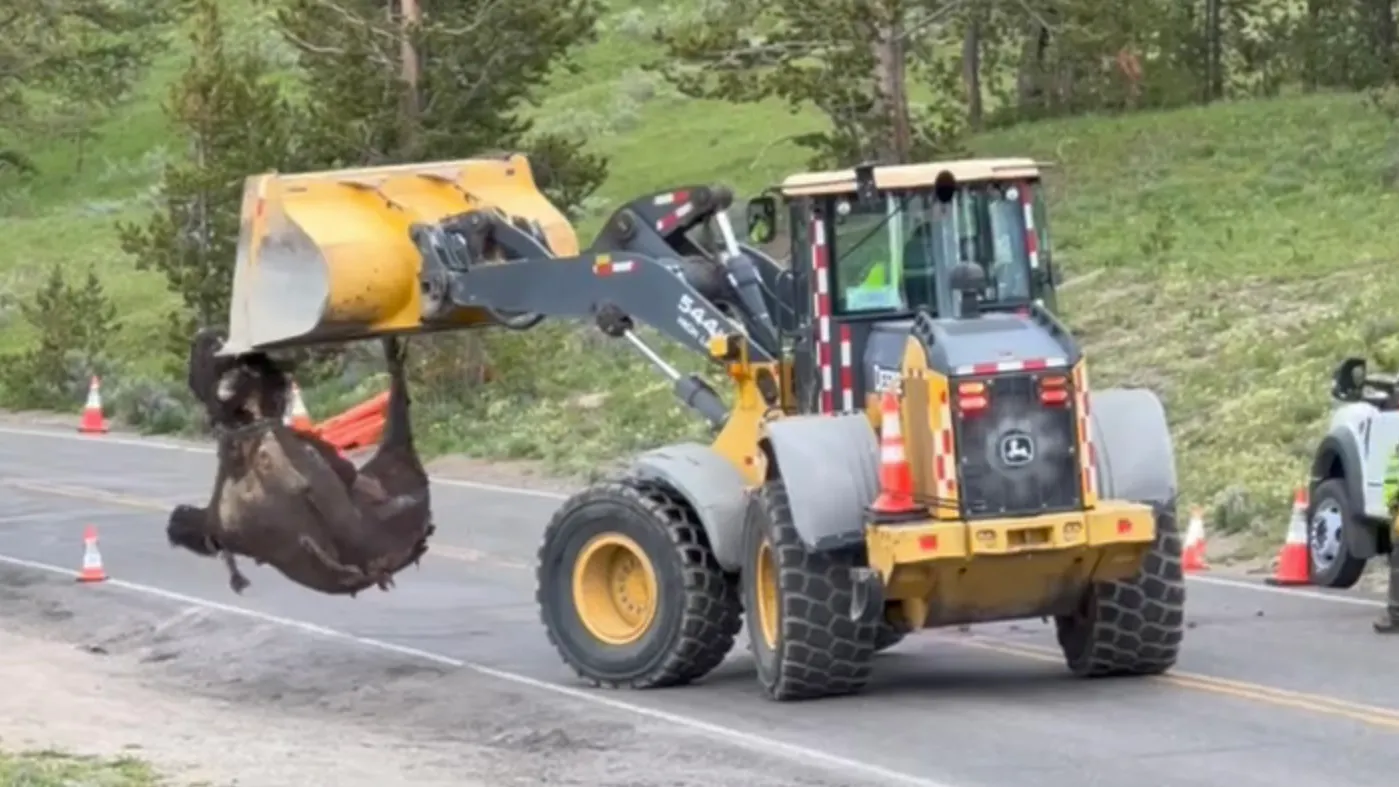 Yellowstone rangers used a front-end loader and creativity to get a 2,000-pound bison carcass away from a busy road near Canyon Village on Friday. Wildlife photographer April Mead said a grizzly was circling the area determined to have the roadkill for breakfast.