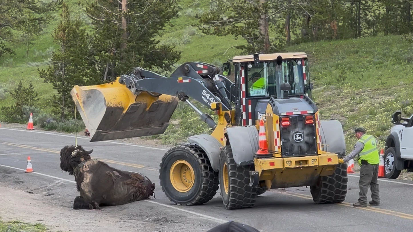 Yellowstone rangers used a front-end loader and creativity to get a 2,000-pound bison carcass away from a busy road near Canyon Village on Friday. Wildlife photographer April Mead said a grizzly was circling the area determined to have the roadkill for breakfast.