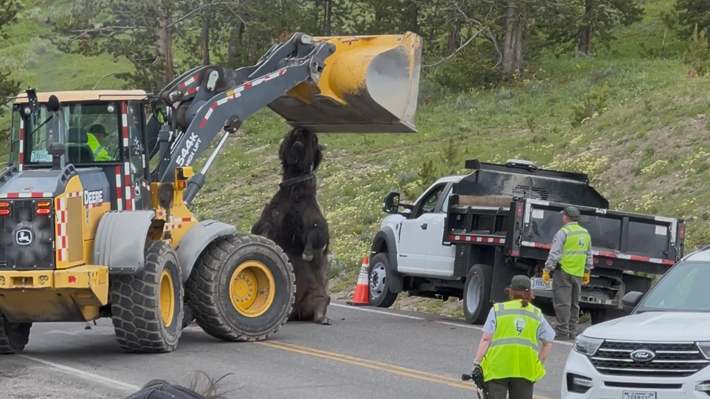 Yellowstone rangers used a front-end loader and creativity to get a 2,000-pound bison carcass away from a busy road near Canyon Village on Friday. Wildlife photographer April Mead said a grizzly was circling the area determined to have the roadkill for breakfast.